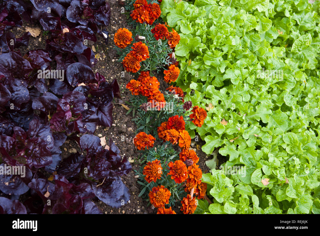 Un letto di insalata mista con marrigolds utilizzato come un compagno di impianto Foto Stock