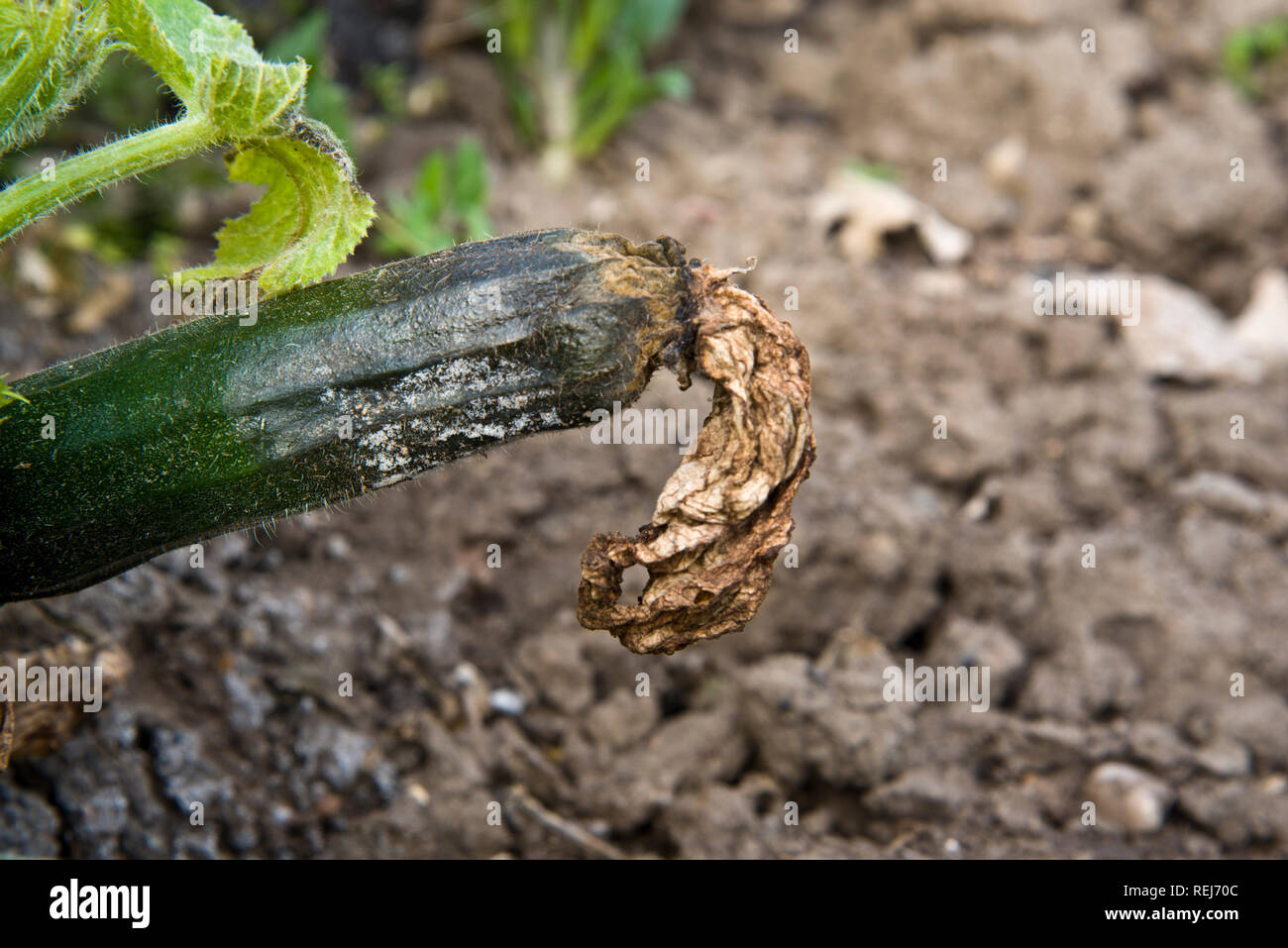 Blossom end rot su un frutto di zucchine Foto Stock
