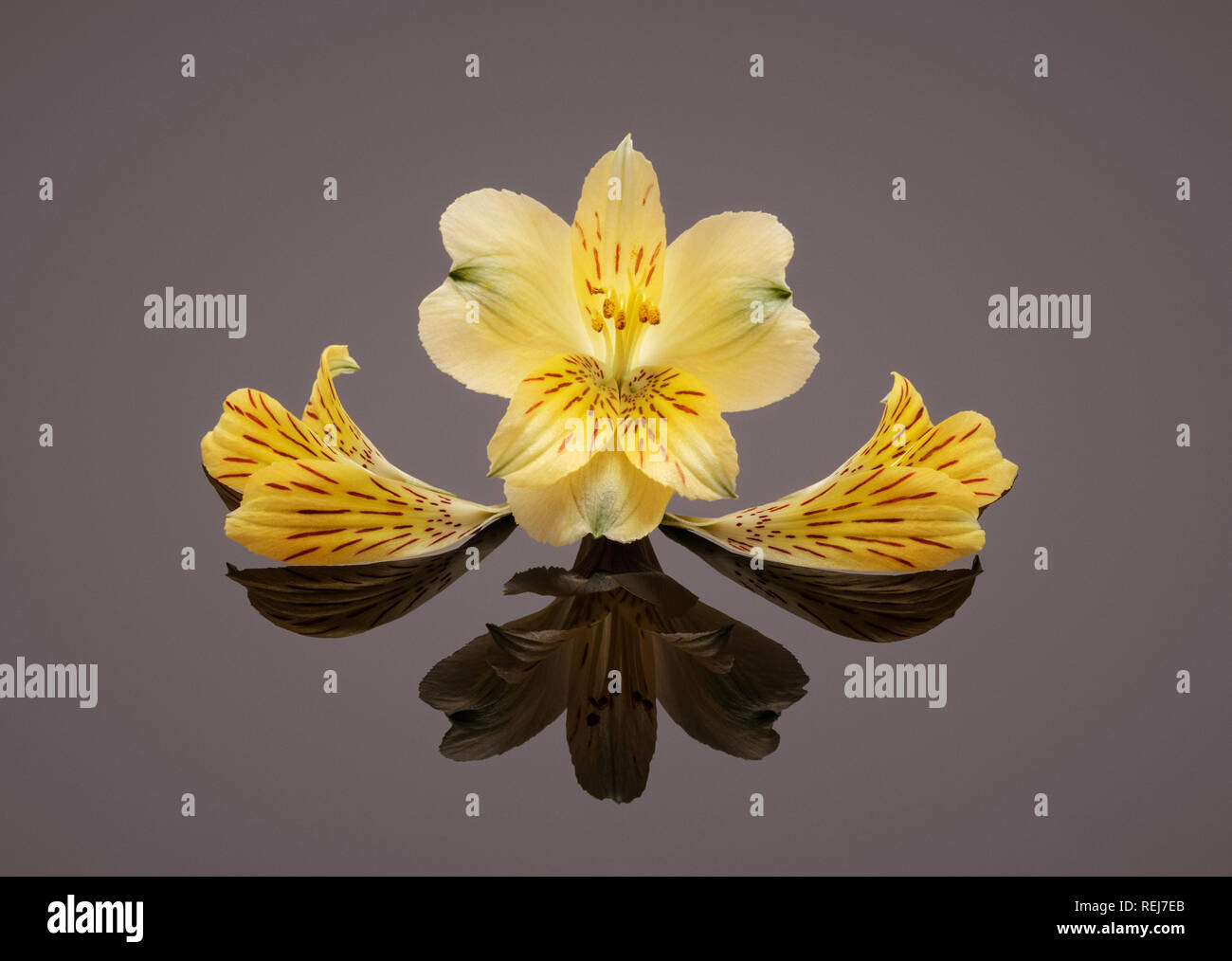 Alstroemeria giallo e petali su sfondo semplice con la riflessione Foto Stock