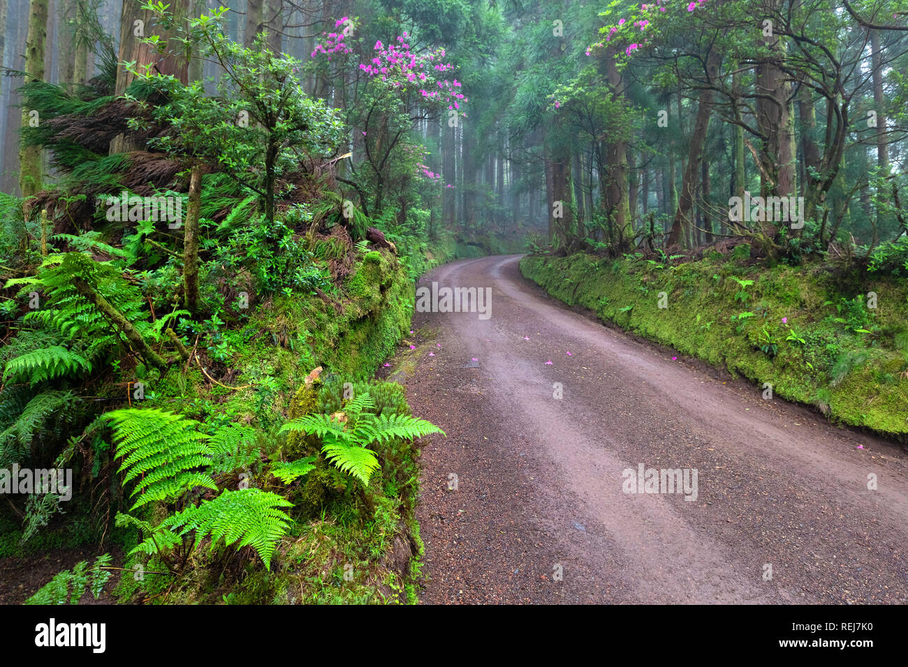 Pittoresca strada sterrata nella foresta pluviale nella zona circostante la Lagoa das Empadadas lago, isola Sao Miguel, Azzorre, Portogallo Foto Stock