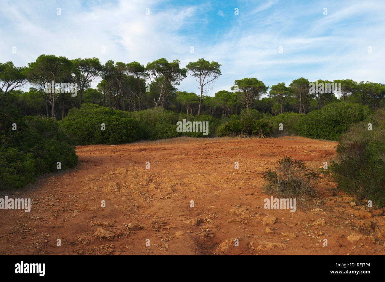 Bosco in prossimità di Porto Conte, Alghero Sardegna Foto Stock