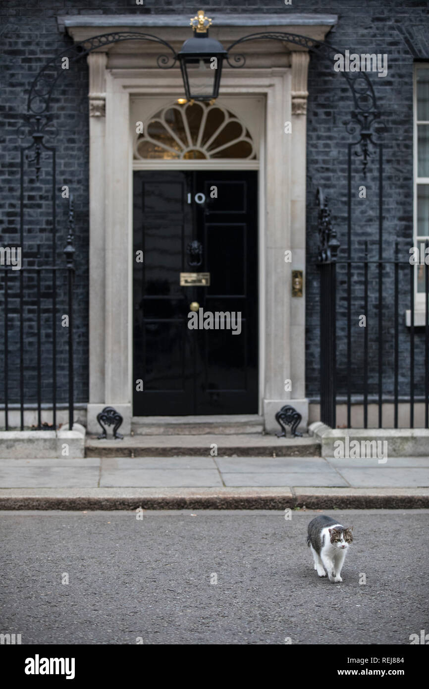 Larry il 10 Downing Street cat e Chief Mouser al Cabinet Office fa il suo modo lungo Downing Street, potente e del Primo Ministro del Regno Unito, Londra Foto Stock