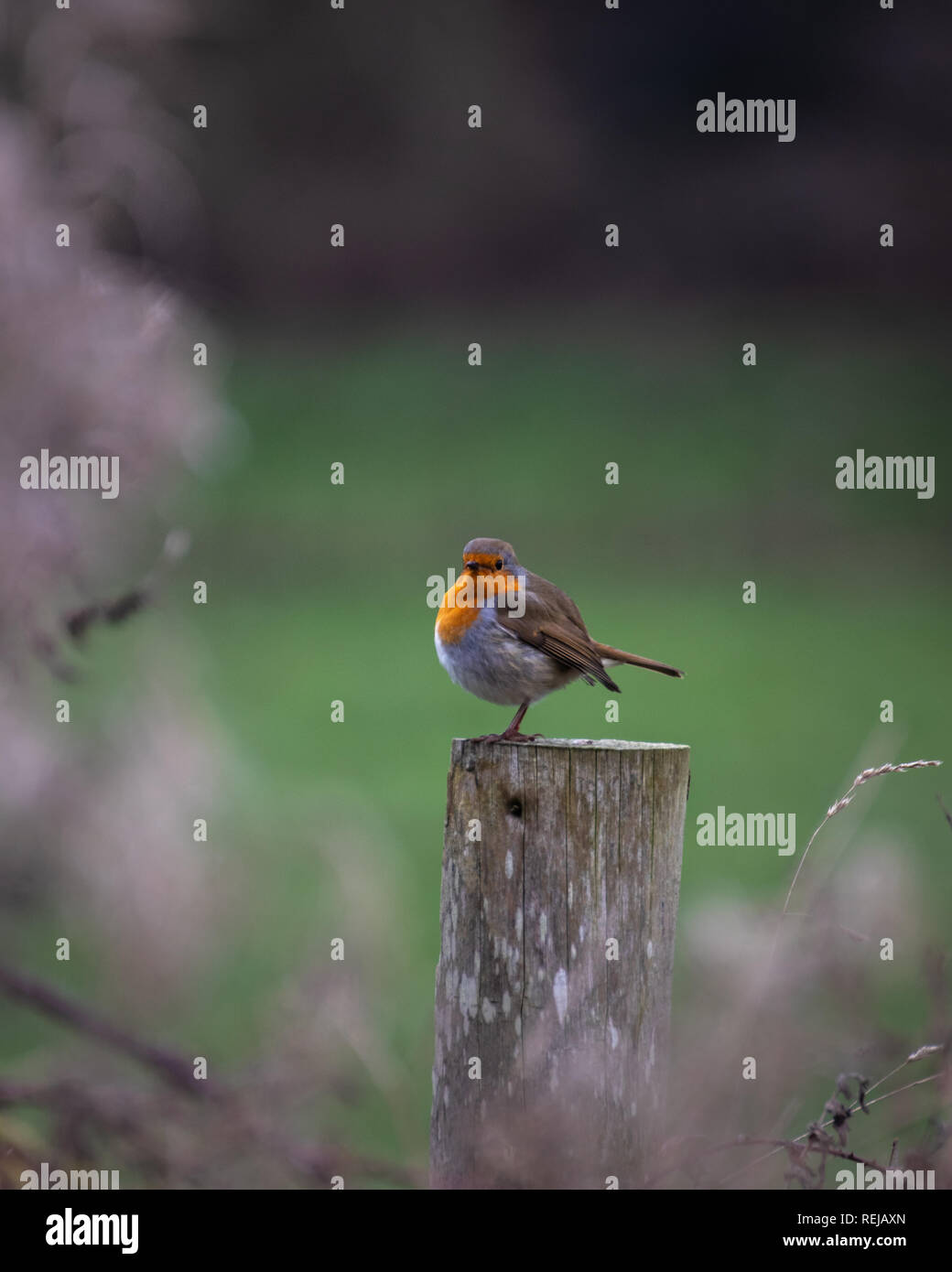 Unione robin appollaiato su un palo da recinzione Foto Stock