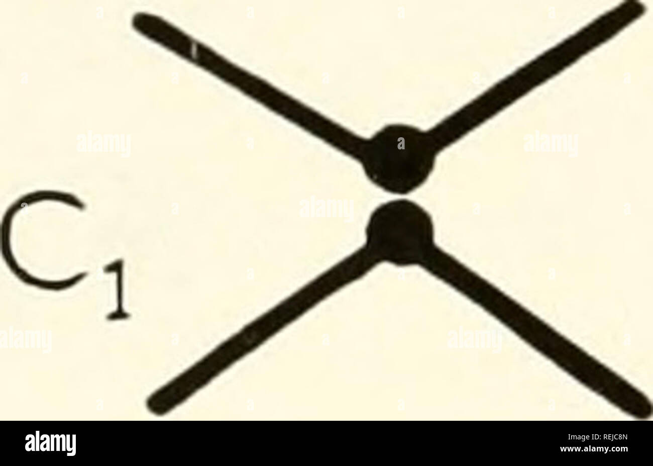 . Colchicine in agricoltura, medicina, biologia e chimica. Colchicine; colchicina. 172 La colchicina che azione durante la divisione che conduce fino a niciosis crea octoploid o tetraploide polline cellsJ madre'^ In contrasto, attività dm ing meiotica divisioni I e II crea tetraploide monads e attività presso la divisione II solo monads diploide. Formazione Monadal è una funzione speciale della c-meiosi. Il monads sostituire la solita tetrads delle microspore formando alla chiusura di una meiosi.-^'* ^^-^-- "^^ poiché archesporial divisioni diventano regolari c-le mitosi, questi non sono descritte in grande dettaglio Foto Stock