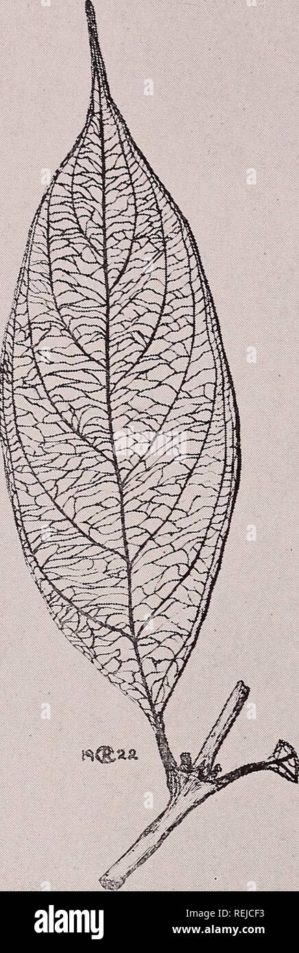 . Caffè : una monografia del Comitato economico specie del genere Coffea L.. Caffè; caffeina; Coffeehouse. 05) ^^u'lt f I i Hi] ho miTTti] m !'H trrnTri|TT!T|Ti ho qimrrnTTmrrmTiTmTnTnimrniTrrpTT^^ |UETRic"srsTeM2' 31 4! 51 el tl 91 * m m m m h tW i"j mi piastra 38: COFFEA JENKINSII GANCIO. F. 96. Si prega di notare che queste immagini vengono estratte dalla pagina sottoposta a scansione di immagini che possono essere state migliorate digitalmente per la leggibilità - Colorazione e aspetto di queste illustrazioni potrebbero non perfettamente assomigliano al lavoro originale. Cheney, Ralph Holt, 1896-. New York : New York University Press Foto Stock