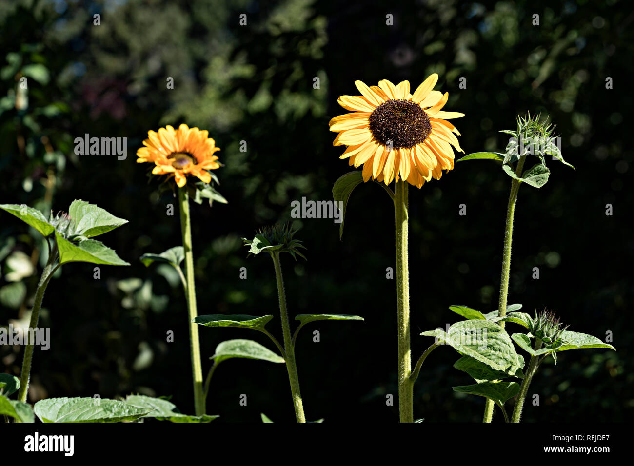 Daisy giallo sul gambo lungo Foto Stock