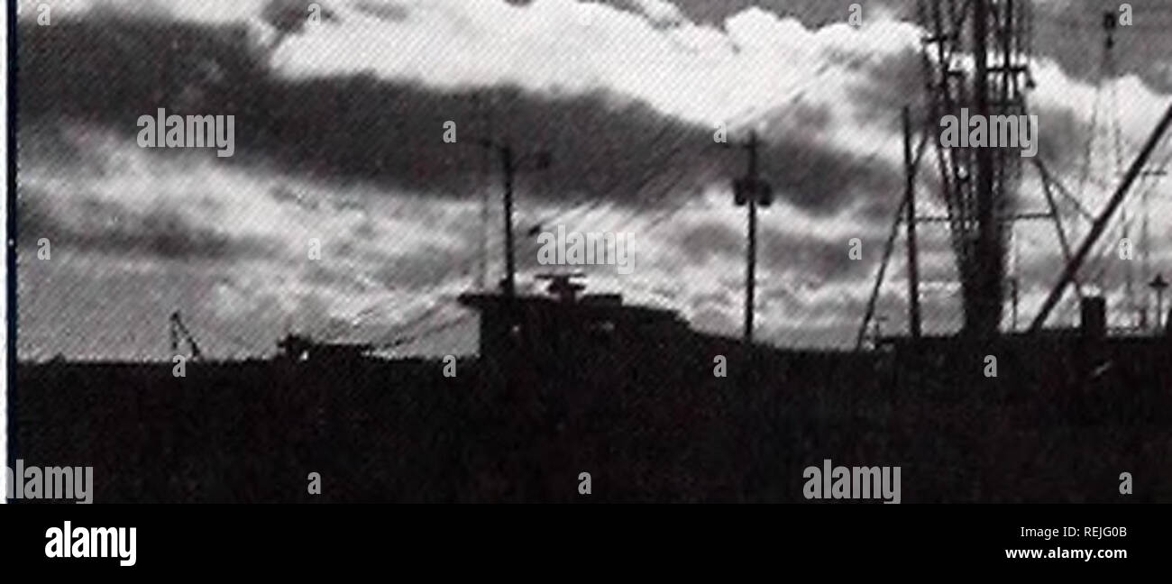 . Coast Watch. Risorse Marine; oceanografia; gestione delle zone costiere; ecologia costiera. COASTAL NOTIZIA raccolti commerciali verso il basso lo scorso anno il calo dei raccolti di granchi e gamberi, accoppiato con scarse condizioni di mercato dopo la sett. 11 attacchi terroristici, fortemente influenzato la cattura e il valore per la pesca commerciale nel 2001, secondo il N.C. Divisione della pesca marittima (DMF). Nel 2001, i pescatori commerciali sbarcati 137,1 milioni di sterline scortesi e frutti di mare a nord Carolina docks, con catture pari a $88 milioni. Il totale degli sbarchi è sceso a 17,1 milioni di sterline dal 2000 e 43,3 milioni da th Foto Stock