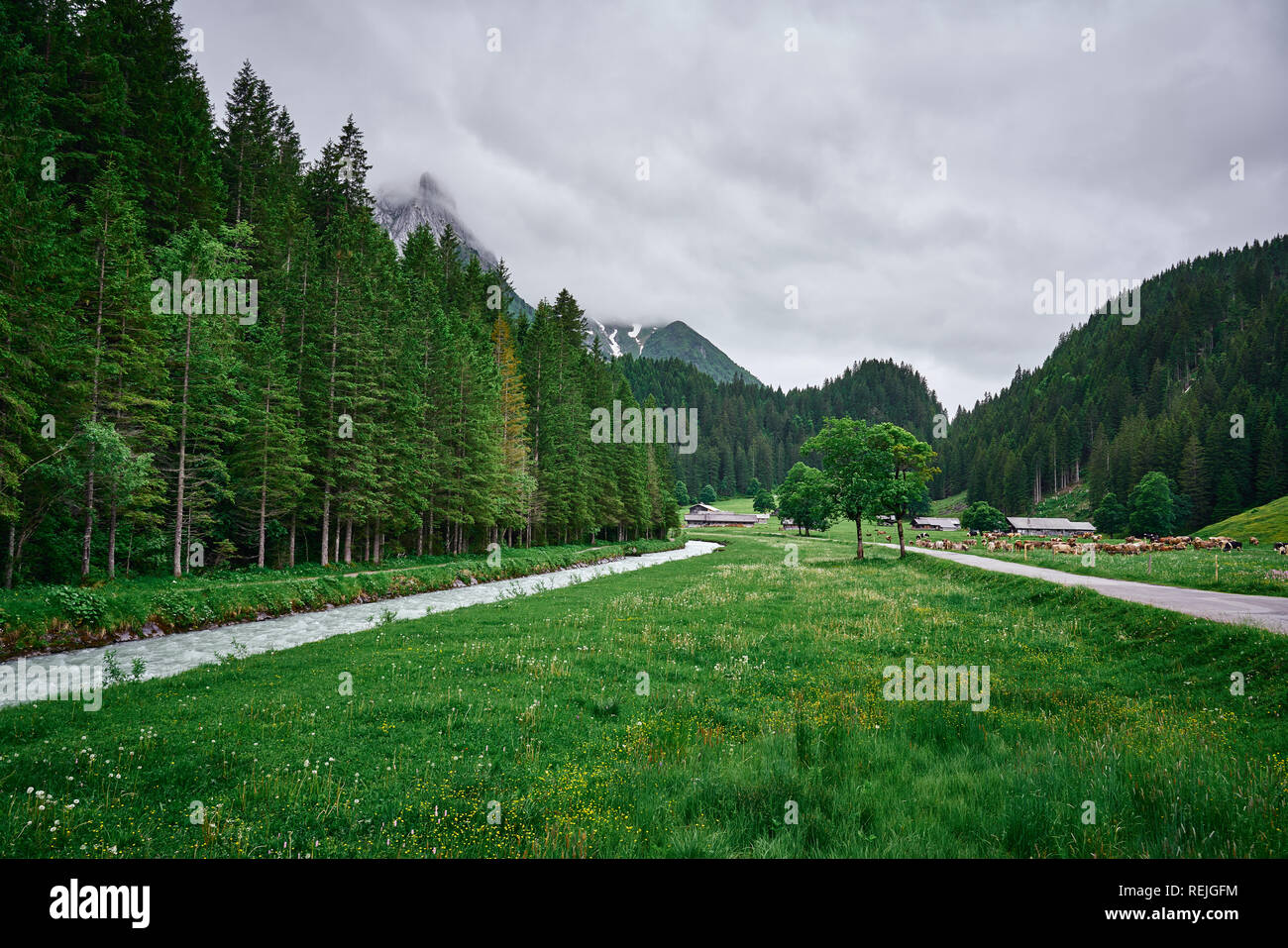 Paesaggio del fiume Rychenbach, prato e natura verde delle Alpi svizzere in una giornata di pioggia. Presa nella valle alpina Reichenbachtal, Oberhasli, cantone di Berna Foto Stock