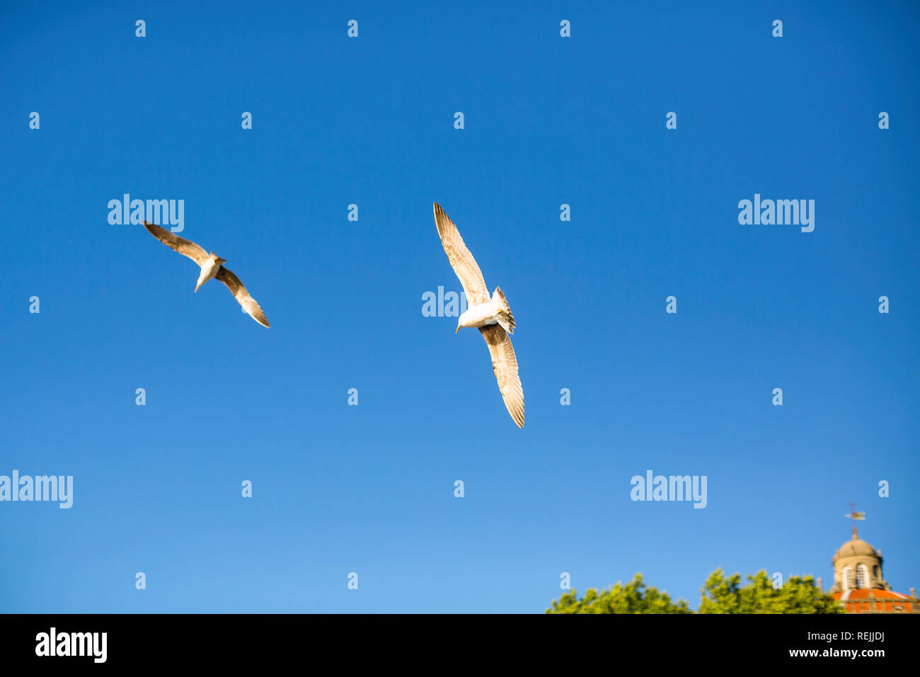 Gabbiani nel cielo sopra la città balneare. Foto Stock