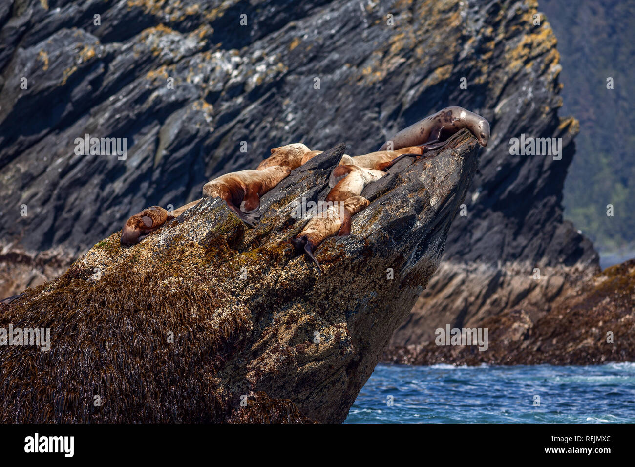 Stellar leoni di mare potrete crogiolarvi al sole su una delle isole rocciose di processione di rocce. Golfo di Alaska, Porto Bainbridge, Alaska Foto Stock