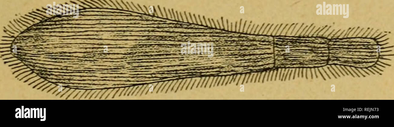 . Coelents, inodermes, protozoaires. Cnidaria; Ctenophora; Spugne; Echinodermata; protozoi; invertebrati. La FAMILLE DES TRACnÃLIDÃS 311 vaso par les tÃªtards de grenouilles dans l'intÃ©rieur de l'intestino desquels Les jeunes Opalines acquiÃ¨affitto plu- sieurs noyaux, puis s'Ã©chappent de leurs kystes et achÃ¨vent leur dÃ©veloppement. (Zeller.) UOpalina lineata. Fig. 149. Â Opalina lineata. M. Sch.) â (fÃ®g. 149) est parassita delle Nazioni Unite commun chez les NaÃ¯s. La FAMILLE DES TRACHÃLIDÃS. Ces Infusoires ont le corps prolongÃ© en forme de cou, la un po equivoche ventrale dÃ©pourvue de cils longs. Trachelius ovum mi Thr. Foto Stock