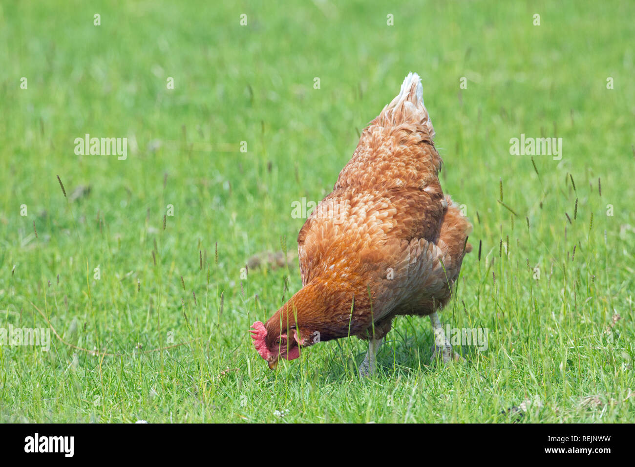 Galli e galline (Gallus gallus), un uovo che posa ibrido. Qui una vita libera-compresa la vita, rovistando tra il verde di prati pascolo. ​ Foto Stock