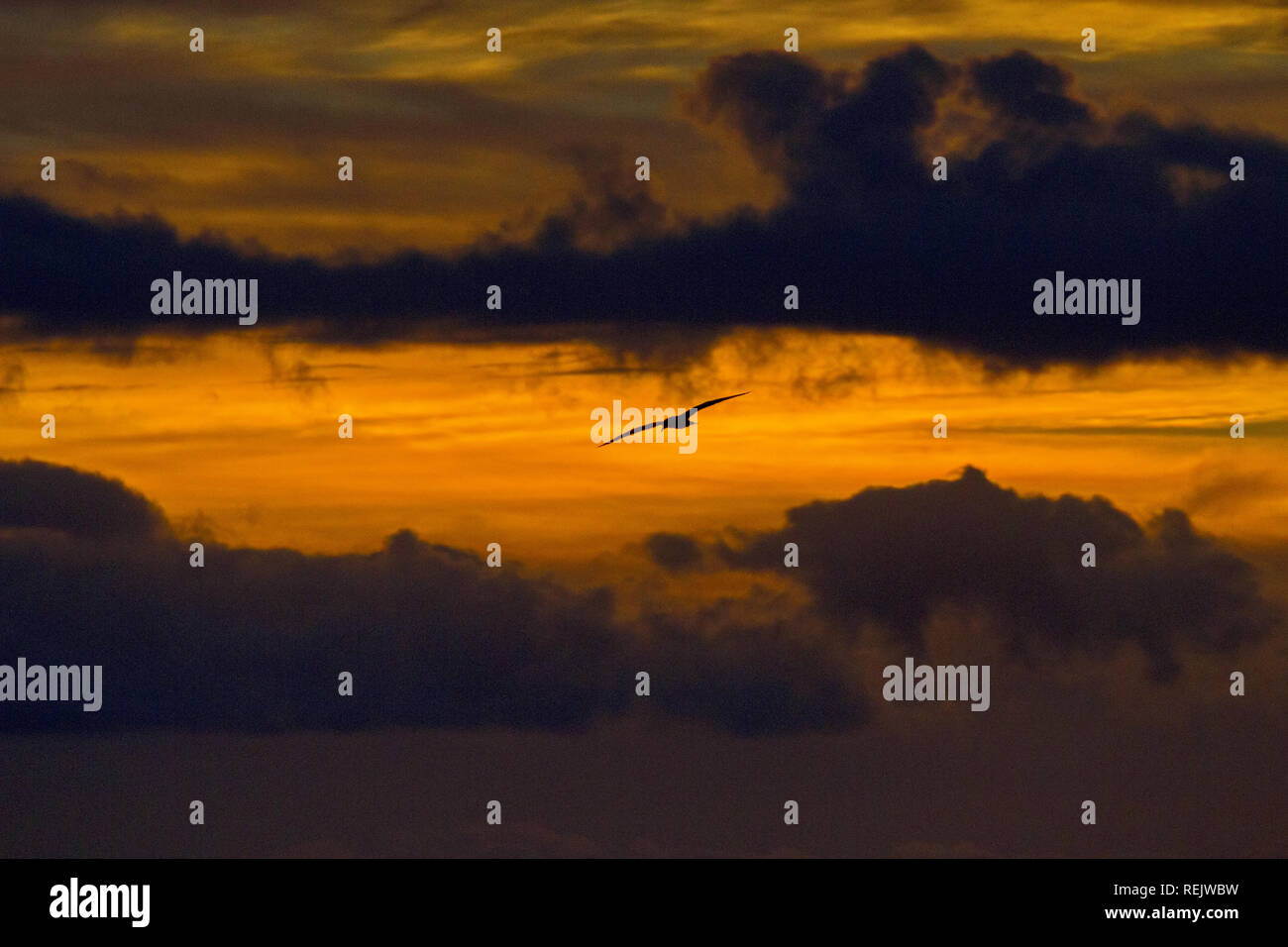 Mare uccello vola fuori dark cloud ombre rosse e cieli di sunrise a accogliente angolo nella baia di incendi regione vicino a Saint Helens in Tasmania, Australia Foto Stock