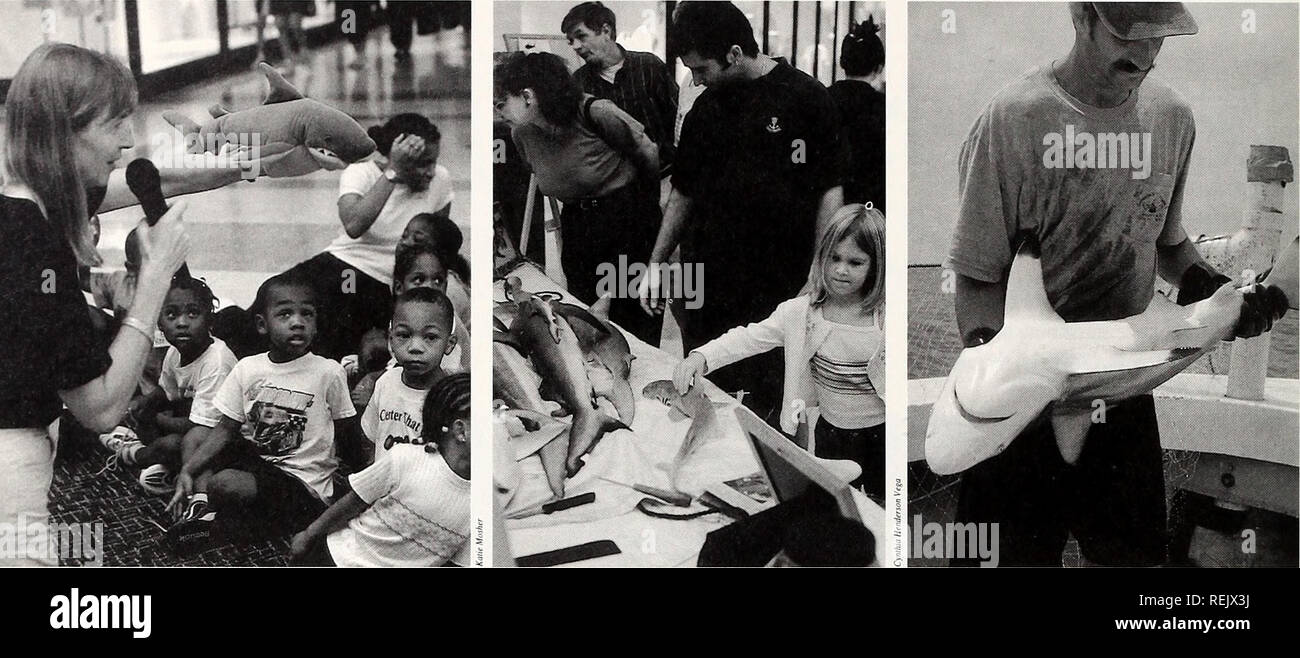 . Coast Watch. Risorse Marine; oceanografia; gestione delle zone costiere; ecologia costiera. Questi Raleigh ragazzi vogliono sapere di più circa gli squali da Lundie Spence. Esemplari di squalo visualizzato a Crabtree Valley Mall attrarre tenative tocca. Il cap. Dave Beresoff mostra uno squalo catturati nel corso di questo studio. spinner, blacknose e, meno frequentemente, il blacktip e smerlata squali martello. Questo ha implicazioni speciali per la gestione della pesca, poiché overharvesting del novellame e femmine in età riproduttiva può Impoveriscono rapidamente una specie. Modelli di migrazione anche di preoccupazione sono modelli di migrazione di Foto Stock