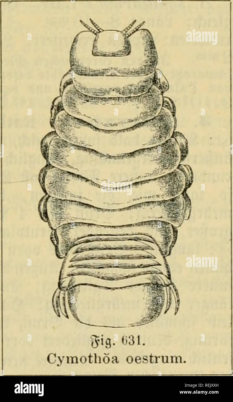 . Il dott. Johannes Leunis sinossi der thierkunde. Ein handbuch fÃ¼r hÃ¶qui lehranstalten und fÃ¼r alle, welche sich wissenschaftlich mit der naturgeschichte der thiere beschÃ¤ftigen wollen. Animali. VI. IsopÃ¶da. 9lffcln. 681 ^u bcn Ã¼brigen (^fo^cbcn ^tvittcr rmb icbot^ fc, tafj fic ni(^t cileidijeitisi aK^ â ' unfc funflionircn Q', foubcvn nella TCV Giiaciit- Mit einem ^&GT;aavigen Ã¤^egattnniiv^cr.vui anÂ"';ieftattete r7 finb, unirtjc fvÃ¤tcv tuv(^^-tr&GT;icfelnnÃ¤ ihmi jit iSiern Q Â"verteil. 3. ^erocilaV Leacli. ÃÃ¶vpci- Uiiifllid) oiiq(; Ãopf frei auÂ" bem crftrit ^ruftriiige f)cvliortrctcnb Foto Stock