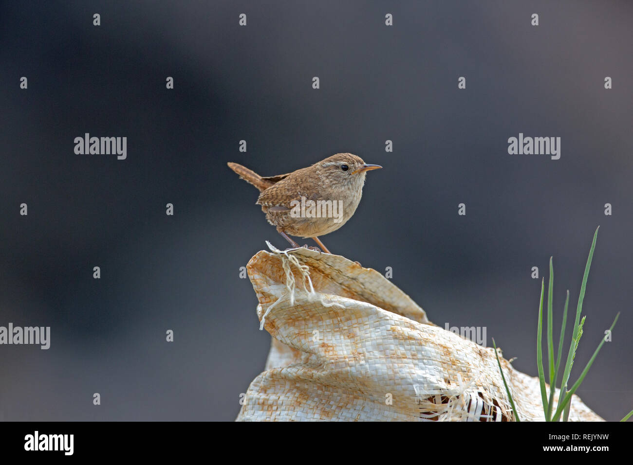 ​Wren (Troglodytes troglodytes). Comportamento. La postura. Un piccolo uccello, a voce alta. L'Isola di Iona. Ebridi Interne, Soth Scozia occidentale.​ Foto Stock