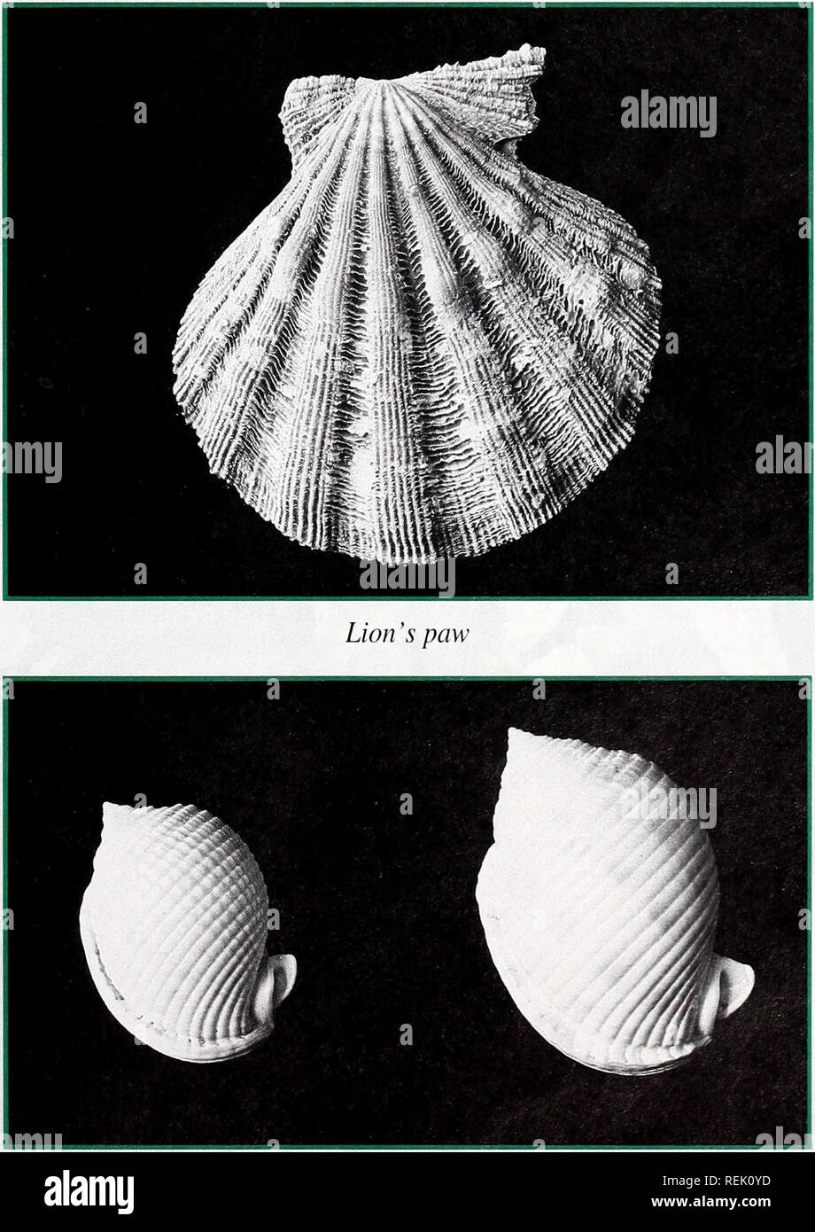 . Coast Watch. Risorse Marine; oceanografia; gestione delle zone costiere; ecologia costiera. Minor star-giri. Scotch cofani COASTWATCH 11. Si prega di notare che queste immagini vengono estratte dalla pagina sottoposta a scansione di immagini che possono essere state migliorate digitalmente per la leggibilità - Colorazione e aspetto di queste illustrazioni potrebbero non perfettamente assomigliano al lavoro originale. Mare UNC Grant Università Programma. [Raleigh, N. C. : mare UNC Grant Università Programma] Foto Stock