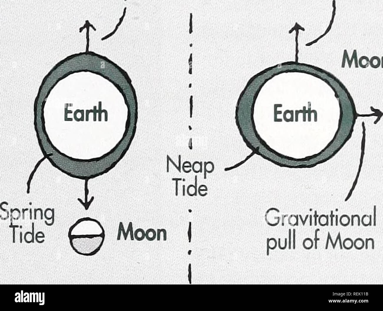 diagramma delle maree di Neap