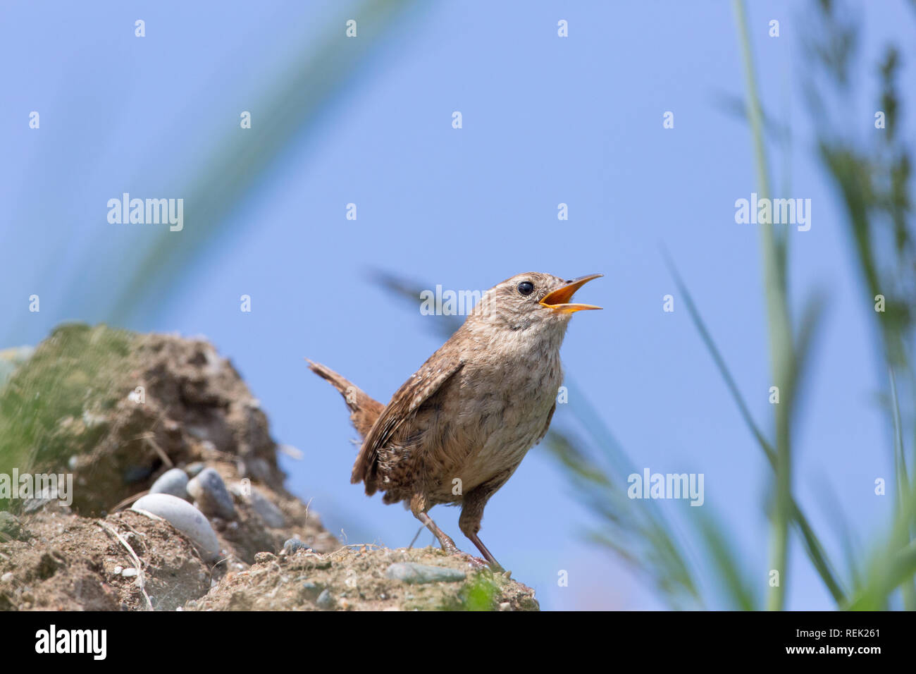 Wren (Troglodytes troglodytes). Comportamento. La postura. Un piccolo uccello, a voce alta. L'Isola di Iona. Ebridi Interne, a sud ovest della Scozia. Foto Stock