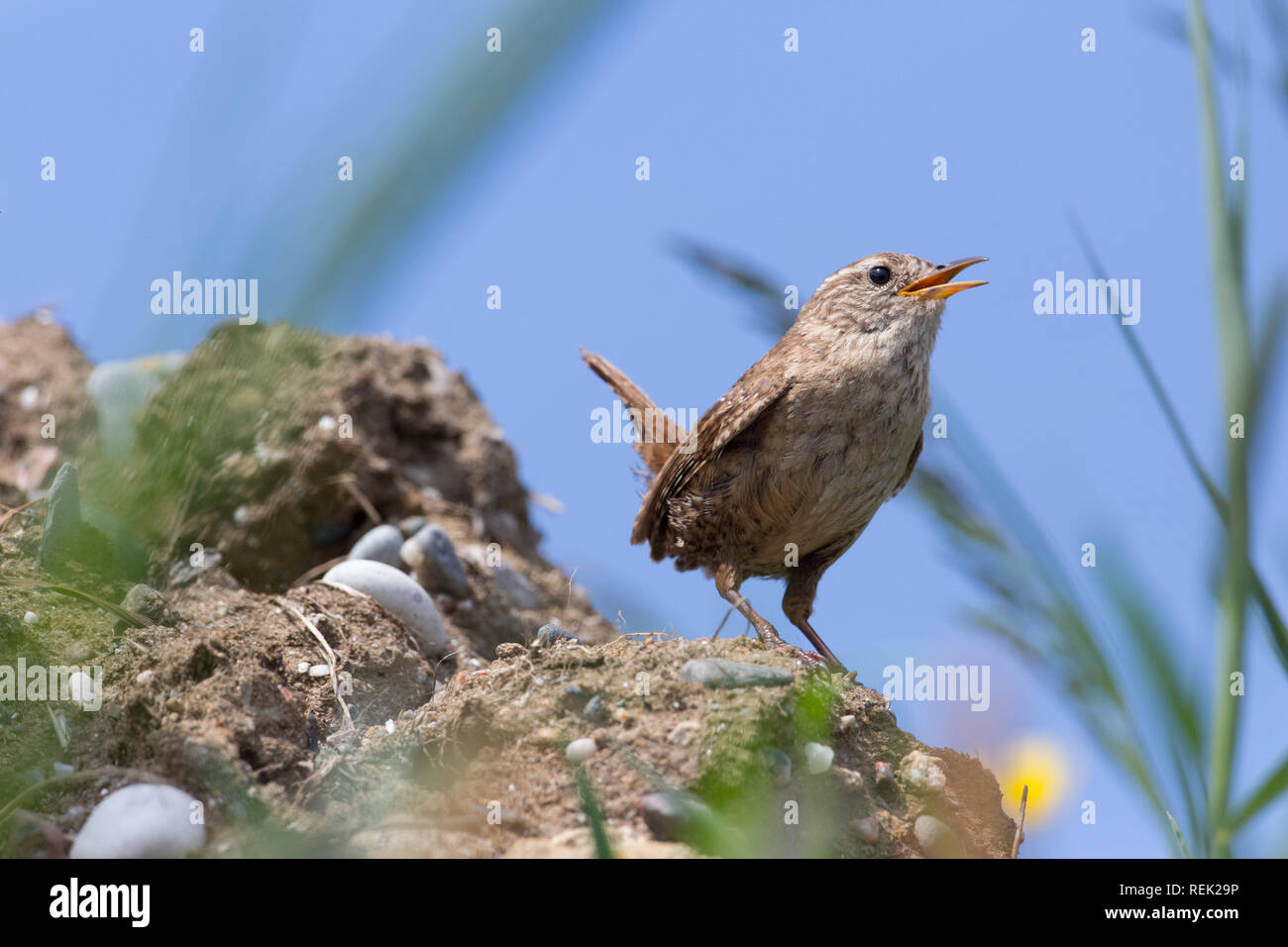 Wren (Troglodytes troglodytes). Comportamento. La postura. Un piccolo uccello, a voce alta. L'Isola di Iona. Ebridi Interne, a sud ovest della Scozia. Foto Stock