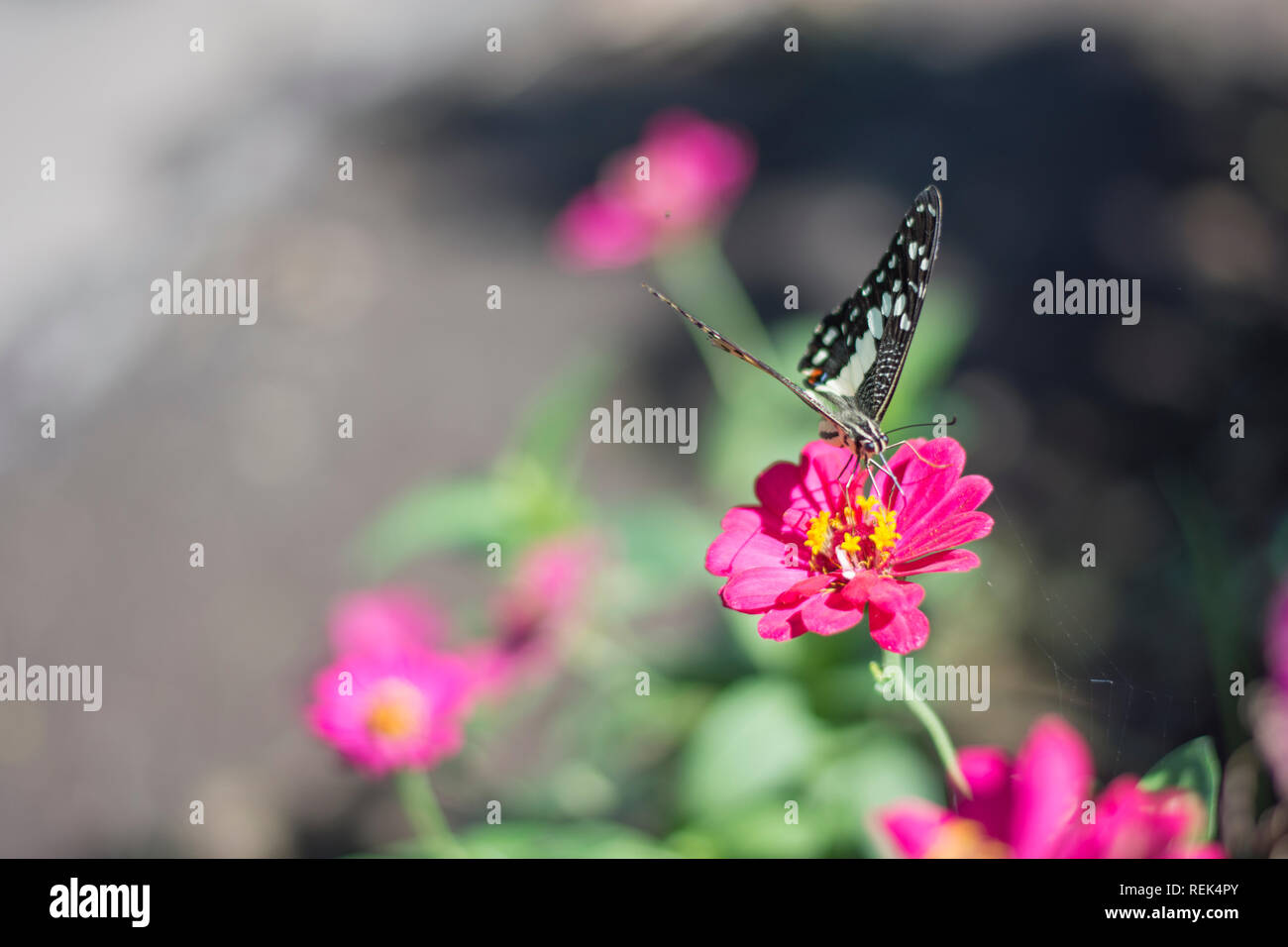 Farfalla nel giardino dei fiori Foto Stock