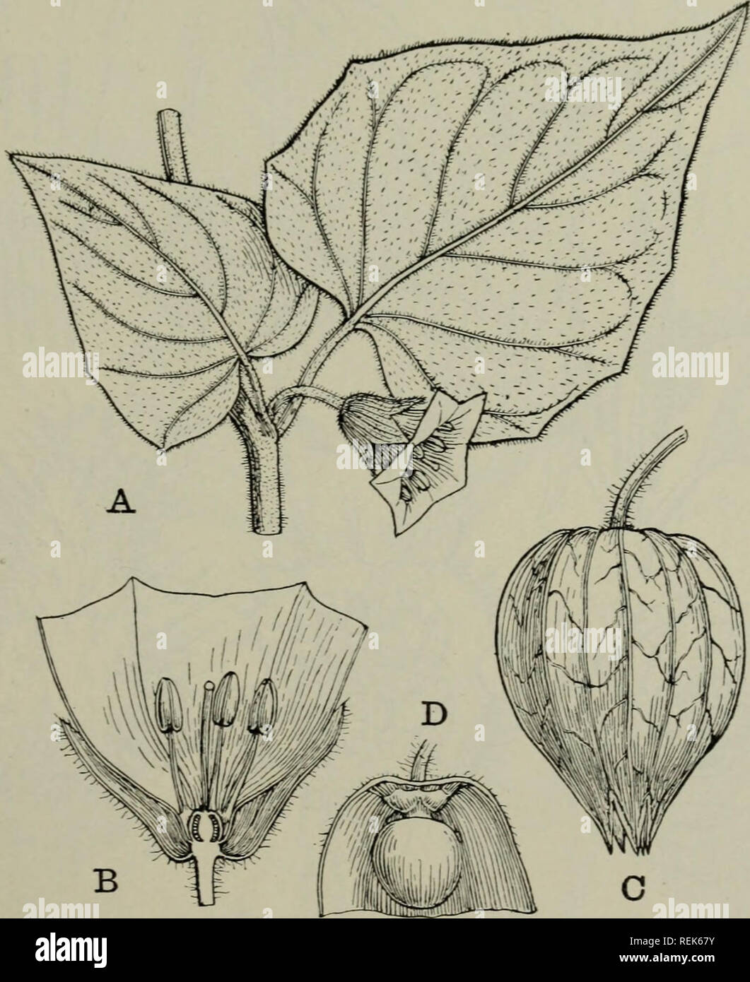 . La classificazione delle piante in fiore. Piante. SOLANACEAE 519 piante ornamentali, il calice diventando allargata nella frutta, come in Physalis. Tribù 2. Solaneae. Ovar}^ due-chambered. Contiene 40 generi, che sono raggruppati in subtribes secondo la forma della corolla, il carattere del frutto e l'inserimento dell'antera. Lycium ha 100 specie in extratropical parti di entrambi gli emisferi, comprendente piccoli alberi o arbusti, spesso spinosi con un lungo cilindrico o strettamente a forma di campana. Fig. 238. Physalis peruviana (Cape Gooseberry). A. fiore-nodo di cuscinetto, f nat. dimensioni. B. i fiori Foto Stock