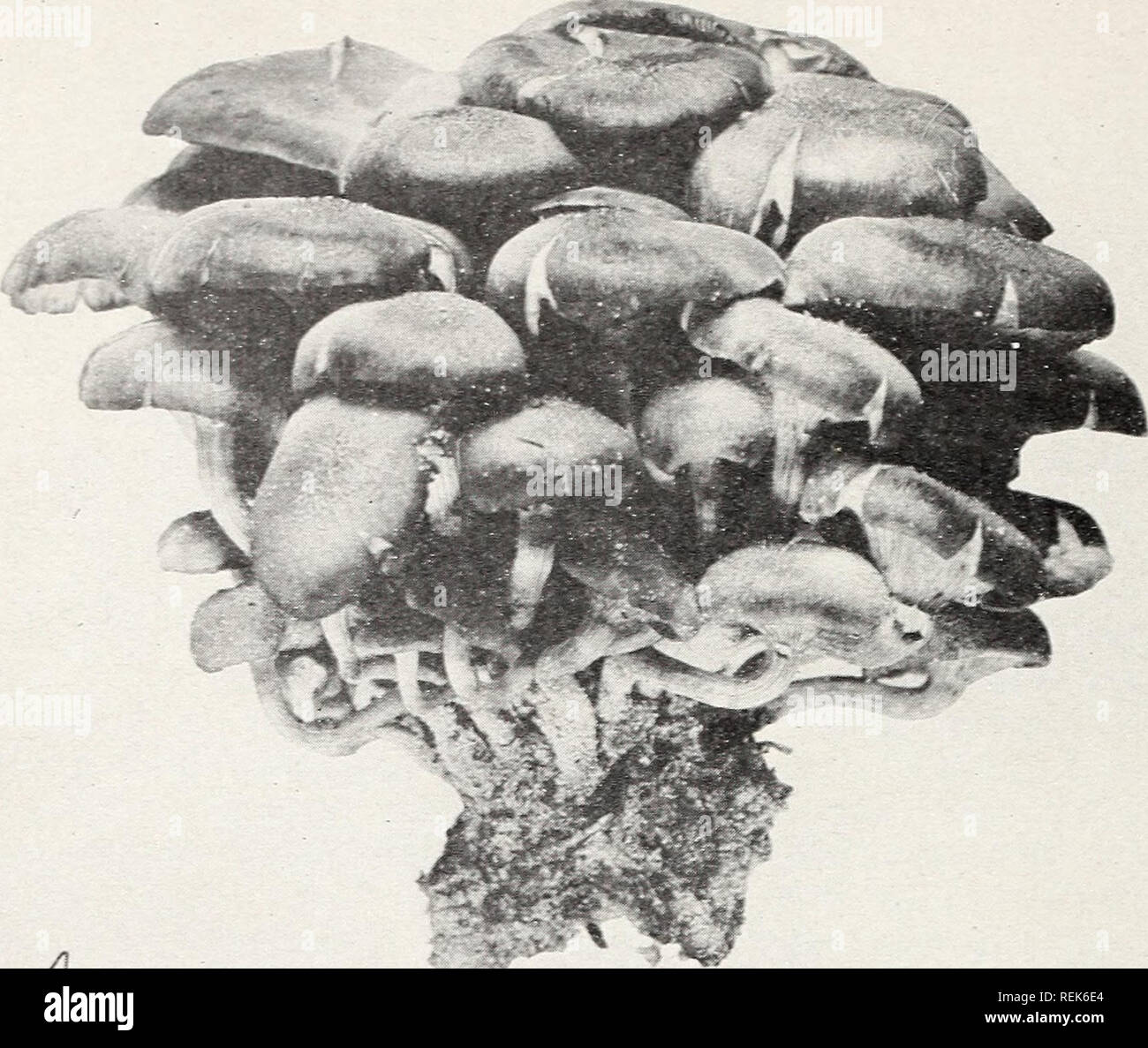 . Clitocybe root rot di piante legnose nel sud-est degli Stati Uniti. Root rots dagli Stati del Sud; piante legnose malattie e pesti dagli Stati del sud. 14 85 circolare 3. V del dipartimento dell'agricoltura. Si prega di notare che queste immagini vengono estratte dalla pagina sottoposta a scansione di immagini che possono essere state migliorate digitalmente per la leggibilità - Colorazione e aspetto di queste illustrazioni potrebbero non perfettamente assomigliano al lavoro originale. Rhoads, Arthur S. (Arthur Stevens), 1893-. Washington, D. C. : U. S. Dipartimento di Agricoltura Foto Stock