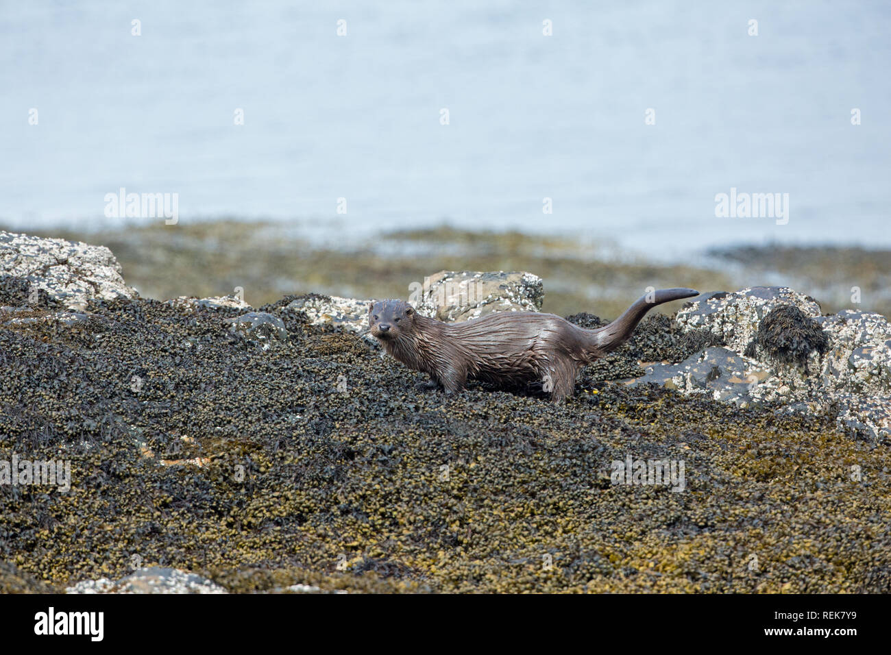 Lontra (Lutra lutra). Luci di coda, o del timone, sollevato e marcatura di spraint, mezzo vescica Wrack alghe brune e Acorn Barnacle coperto le rocce in riva al mare. L'Isola di Mull. Costa ovest della Scozia.​ Foto Stock