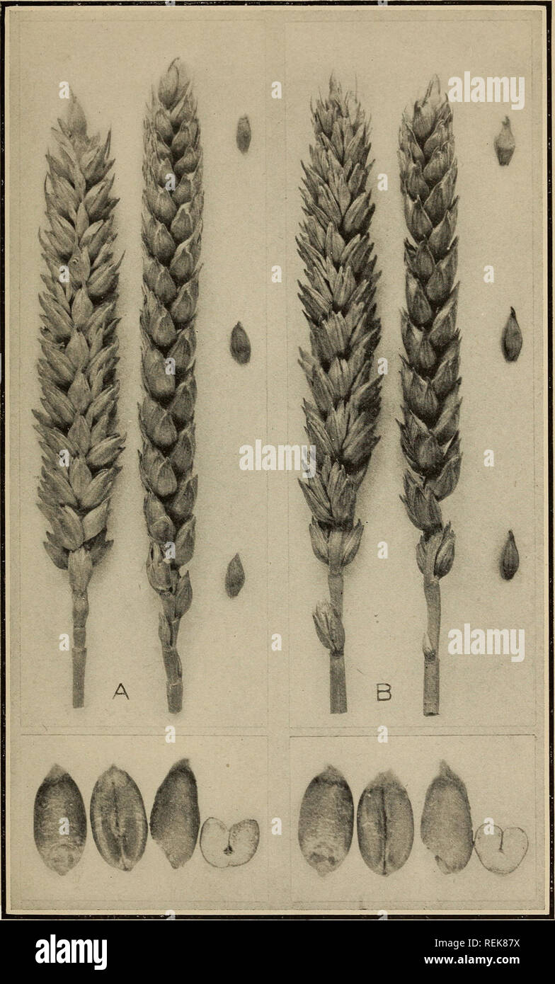 . Classificazione di American Le varietà di frumento. Frumento Frumento. Bui. 1074, U. S. Dipartimento di Agricoltura. Piastra VIM.. Divieto (A). Bianco Inverno (B). Picchi, viso e viste laterali, dimensione naturale; glumes da inferiore, centrale e porzioni superiori di spike dimensione naturale; gherigli in tre posizioni e in sezione trasversale ingrandita e 3 diametri.. Si prega di notare che queste immagini vengono estratte dalla pagina sottoposta a scansione di immagini che possono essere state migliorate digitalmente per la leggibilità - Colorazione e aspetto di queste illustrazioni potrebbero non perfettamente assomigliano al lavoro originale. Clark, J. Allen (Giacobbe Allen), b. 1888; Ba Foto Stock