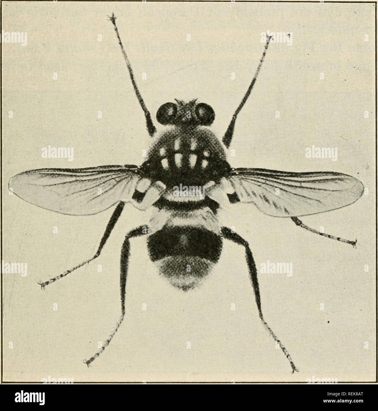 . Libro di classe economica di entomologia. Insetti nocivi e benefici. [Dal vecchio catalogo]; insetti; gli insetti. Classificazione e descrizione degli insetti comune 257 il trillo di bue volare {Hypoderma bovis DeG.).-Questo bot-fly è anche europeo e si trova in diverse province del Canada e in diversi Stati membri. Essa è più temuta dai capi di bestiame che non lineatum, e provoca molto di panico dovuti in gran parte all'insetto persistenza e la maniera di deposizione delle uova. Più robusta H. lineatum. Corpo capelli giallo, ad eccezione di quelli su scutellum e base di addome che sono di colore bianco giallastro e ad un apice. Fig. 163.-Il trillo di bue volare {Hy Foto Stock