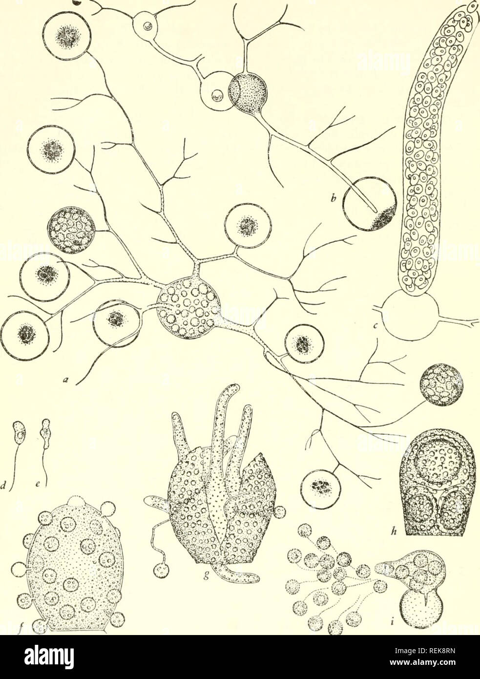 . La classificazione degli organismi inferiori. Biologia. 116] La classificazione degli organismi inferiori. ' B^^ fiG. 23.-Chytridinea: a-c, Polyphagus Euglenae attaccare le cellule di Euglena X 400, dopo Nowakowski (1876); nella figura b, due individui hanno preso contatto e uno zigote è in via di sviluppo in corrispondenza del punto di giunzione; c, sporangium, d-i, Olpidium Allomycetos attaccando Alomyces anomalus, x 1.000, dopo Karling (1948); d, e zoo- spore; f, sporangium dell'host assediata da molti parassiti; g, h, resting cells dell'host contenenti rispettivamente sporangia e celle di appoggio del parassita; io, germina- zione del Foto Stock