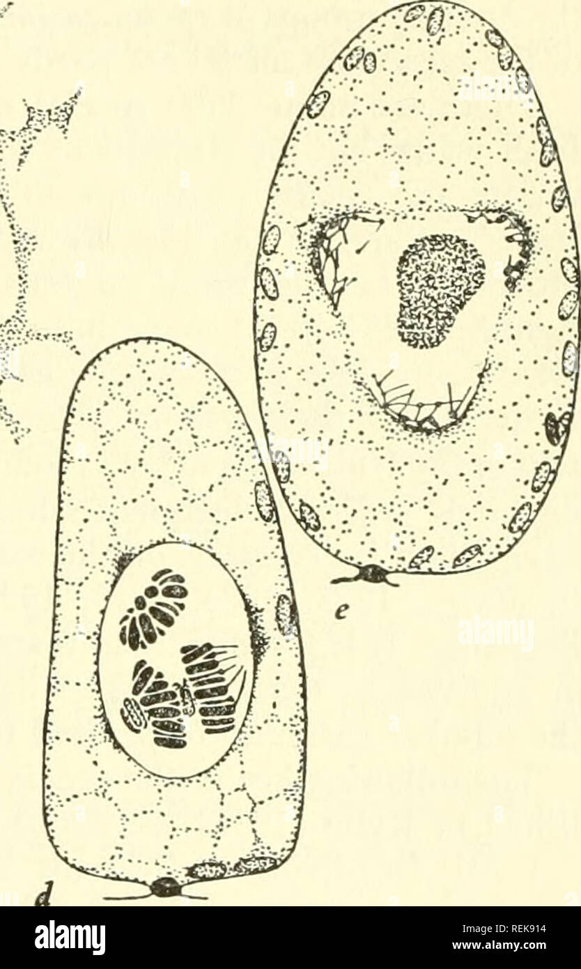 . La classificazione degli organismi inferiori. Biologia. ^â ^y i^ â¢Â"!". Fig. 6âNuclear fenomeni in Polysiphonia violacea dopo Yamanouchi (1906). a, b, c. Fasi della mitosi, d, e. Fasi della divisione homeotypic. struttura come individui aploidi, ma non produrre spermatia, carpogonia o cystocarps. Alcune cellule, comunemente diffusa e integrati nel corpo, produrre insiemi di quattro spore che sono di conseguenza chiamato tetraspores; questi danno luogo a individui aploidi. Questo account significa che queste alghe si verificano tipicamente in somata di quattro tipi: maschio e femmina individui aploidi; cystocarps, b Foto Stock