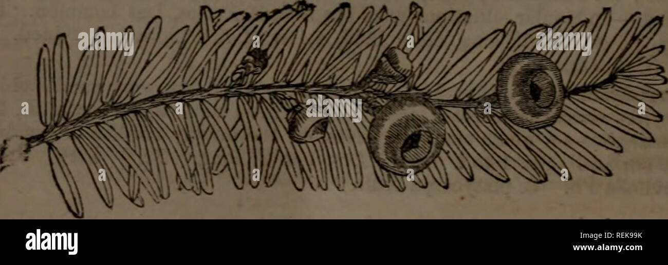 . Classe-libro di botanica : essendo i contorni della struttura, la fisiologia e la classificazione delle piante : con una flora di Stati Uniti e Canada. La botanica; botanica; Botanica. 658 Fine 126.-CERATOPHYLLAC&amp;iE. oblong-ovoidale; 6tigmas 2, sessili recurved; capsula 2-celled; semi minuti.-piccole erbe sommerse, aderendo a pietre e ciottoli. P. ceratophyllum Mi. Il sistema LVS. dichotomously dissezionati; fls. solitario, ascellare.- metà. W. e S. membri, in flussi poco profonde. San a pochi centimetri di lunghezza, di solito desti- tute di radici e attaccati alle pietre da laterale, processi carnosa, Lvs. Numerosi, verde oliva, alternativo Foto Stock