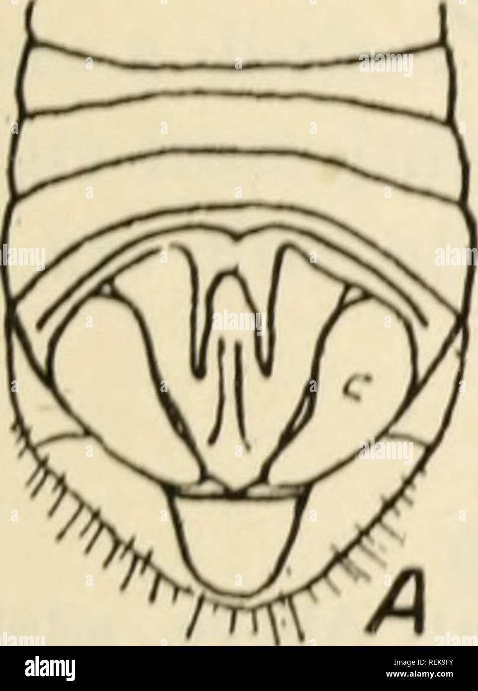 . Libro di classe economica di entomologia. Insetti nocivi e benefici. [Dal vecchio catalogo]; insetti; gli insetti. E CLASSTFTrATTON DESPRIPTTON DI COMUNE TNSErTR TOQ (icHmi del 'Vryxalimr: A. I''()V(;oIiL' del vertice [)r('soii(, ;nell"l visihUt froni sopra. I.aleial (:itiii;e di j&GT;r()Ui)Luni incurvata. Slcnuhothnis &lt; iirli/tenuis. AA. I'oveoltc assente; laterale carina- quasi parallelo.-Chrysochrdon (onsl)irsnni. Generi e specie di (luUfxxHtKr: A. Ali witJi tlu; disk giallo. I{. Metà apicale dell'ala dusky. C. aspetto dorsale di liead con un leggero median carina che è (juile prominente in t Foto Stock