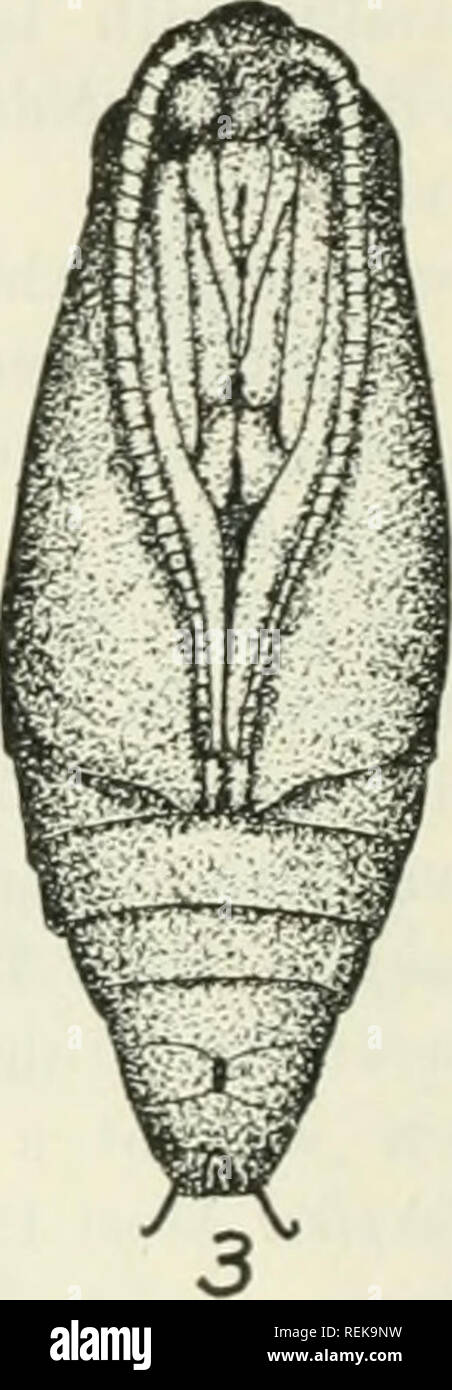 . Libro di classe di entomologia economica, con particolare riferimento agli insetti economico del nord degli Stati Uniti e del Canada. Insetti Utili; pesti di insetto; insetti; gli insetti. . Si prega di notare che queste immagini vengono estratte dalla pagina sottoposta a scansione di immagini che possono essere state migliorate digitalmente per la leggibilità - Colorazione e aspetto di queste illustrazioni potrebbero non perfettamente assomigliano al lavoro originale. Lochhead, William, 1864-1927. Philadelphia : Blakiston Foto Stock