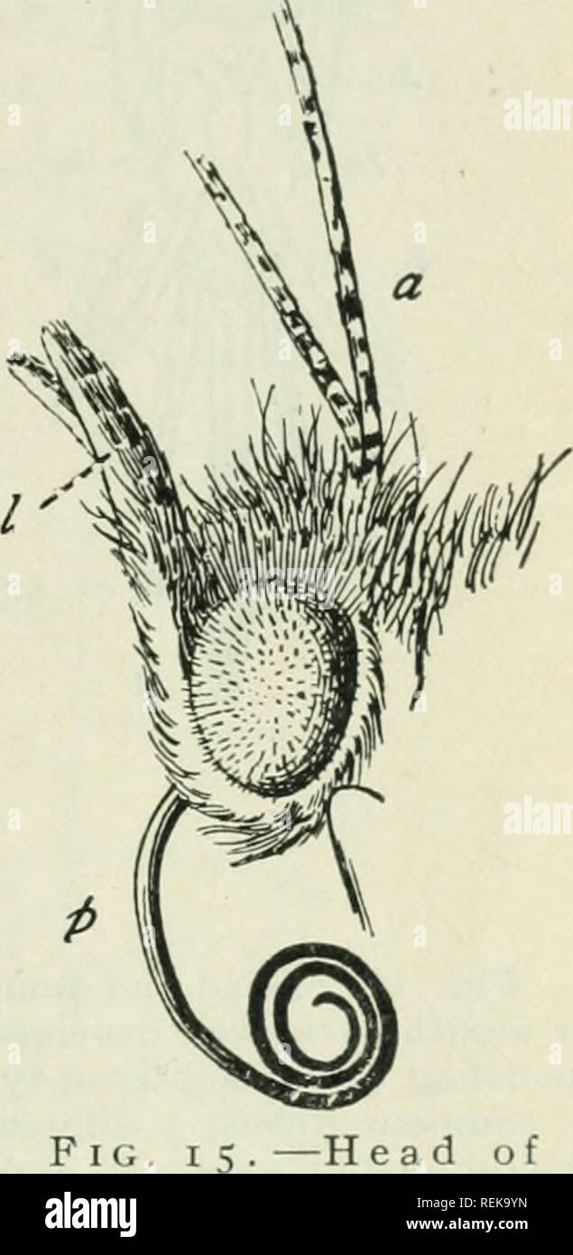 . Libro di classe di entomologia economica, con particolare riferimento agli insetti economico del nord degli Stati Uniti e del Canada. Insetti Utili; pesti di insetto; insetti; gli insetti. La struttura, di crescita e di economia di insetti II segmenti sono peli fini, collegato al di sotto con nucleate di cellule nervose, che si ritiene siano i peli tattili. Ci sono troppo in alcuni casi box o depressioni di forma ovale, collegato anche con una cellula nervosa, che si pensa essere organi gustativa. Altri box situato in patch alla estremità inferiore dei segmenti sono creduti per essere organi uditivi. Gli occhi.-Gli occhi di insetti sono della compagnia Foto Stock