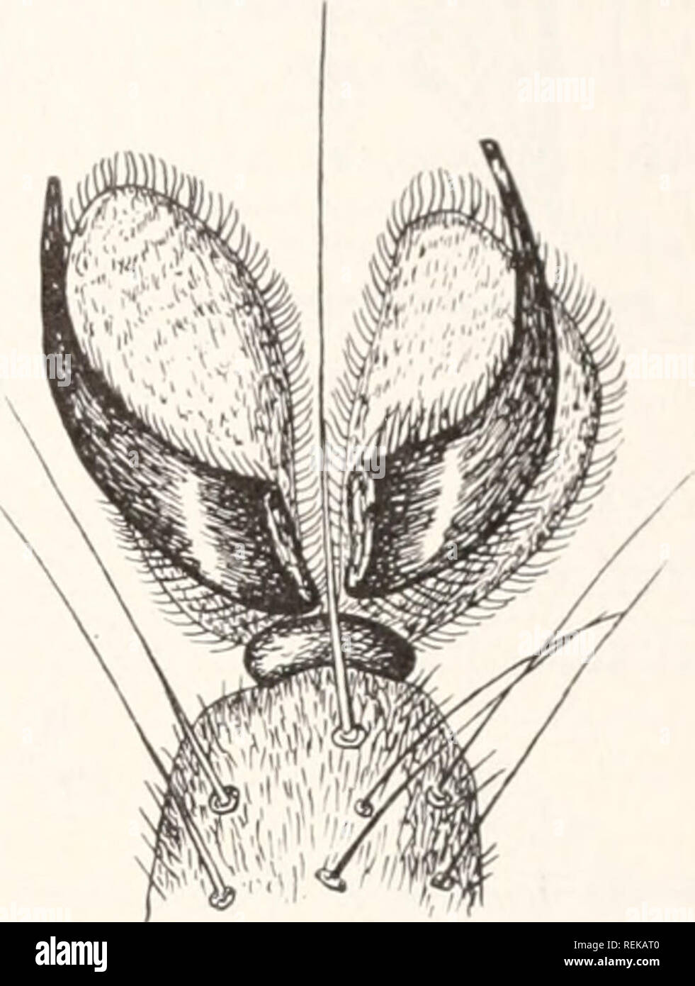 . La Civic A biologia : presentato in problemi. Biologia; servizi igienici. Il KCoXOALir IMPORTANZA DEGLI ANIMALI ±&GT;:". Il piede di una mosca, mostrando i ganci, peli, e pastiglie che raccolgono e trasportano liacteria. Il fly non strofinare i suoi piedi. circa il maneggio, privato volte, cumuli di cenere, trascurato per bidoni della spazzatura e la fermentazione di vegetali rifiutare forma il miglior allevamento phicr^ per mosche. In climi caldi, la schiusa delle uova al giorno o in modo dopo che queste sono stabilite e diventare larve, chiamato vermi. Dopo circa una settimana di alimentazione attiva, questi wormlike vermi diventa tranquilla e andare in fase di pupa, donde in favorevoli con- Foto Stock