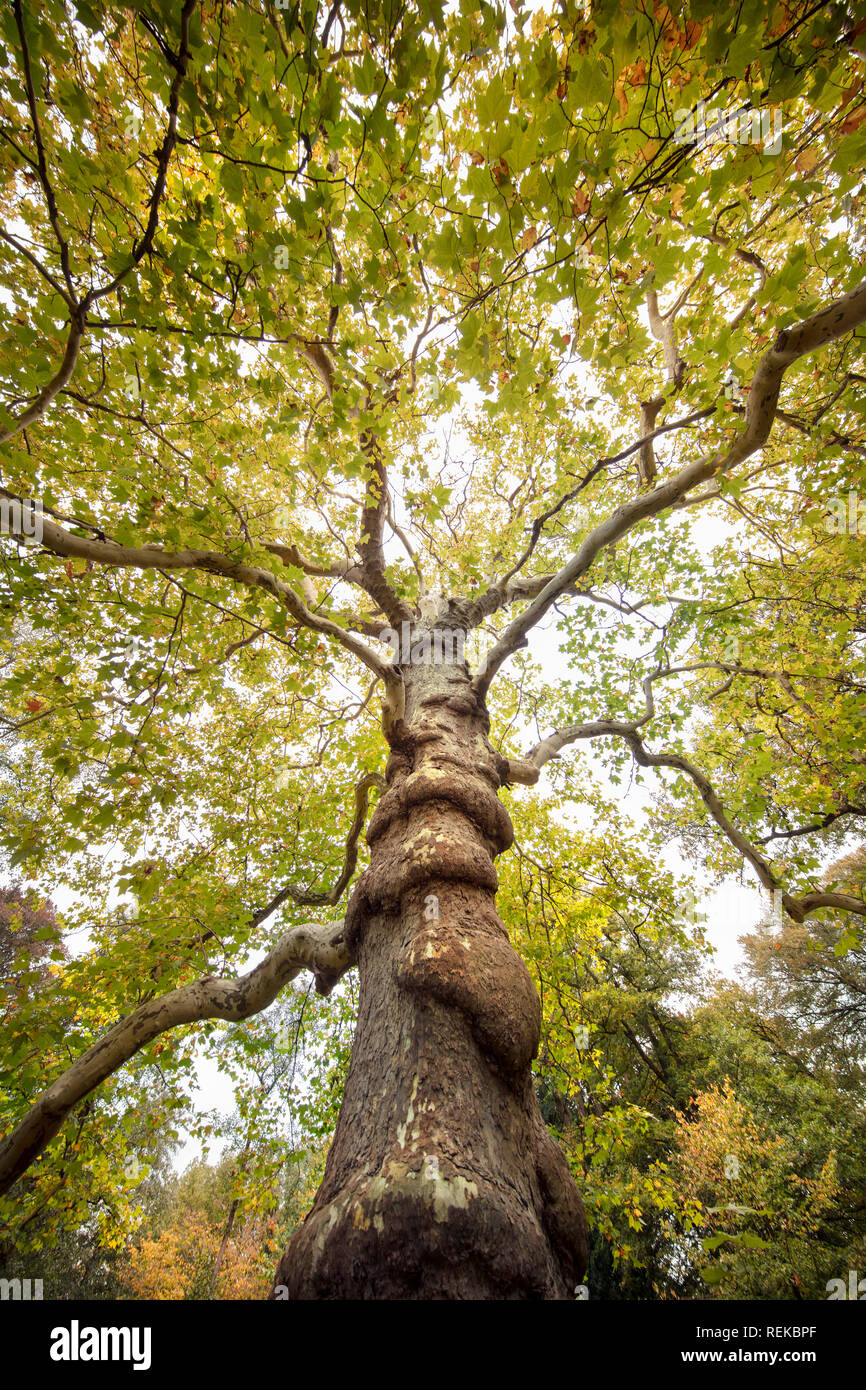 I Paesi Bassi, 's-Graveland, 's-Gravelandse Buitenplaatsen. Platan tree (Platanus). Bantam tenuta rurale. Colori dell'autunno. Foto Stock