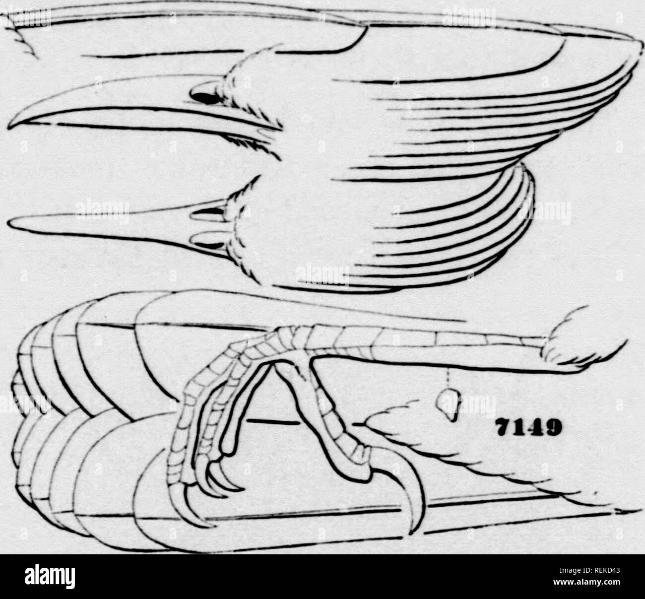 . Una storia di uccelli del Nord America [microformati] : uccelli di terra. Uccelli -- Nord America; Ornitologia -- Nord America; Oiseaux -- Amérique du Nord; Ornithologie -- Amérique du Nord. tu(m;m)I)Ytid.k - thk wkkns. 131 FJack senza stroaks. Xo rlistinct sii|&GT;orriliary stripo. Troglodite*. Itillcurvfd. sul&GT;-conith eeen&lt;lininrhm, Spix, Av. Bms. I, 1824, 77. varieffuttus, (iMKL.) (Tyi"e i'. mt/ujMiceuj*, Spix = Tunlusi. Gex. Char. Bill st(.ut, compresso come lungo come o più di testa, senza tacca o setole rictal; culnan e com- missure ricurvo; gonys quasi rettilineo. Narici in t Foto Stock