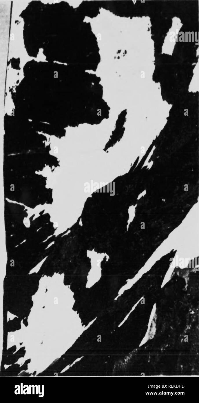 . Il fascino delle colline [microformati]. Gli uccelli; Bird watching; Oiseaux; Oiseaux. &Lt; X < ;fi. Si prega di notare che queste immagini vengono estratte dalla pagina sottoposta a scansione di immagini che possono essere state migliorate digitalmente per la leggibilità - Colorazione e aspetto di queste illustrazioni potrebbero non perfettamente assomigliano al lavoro originale. Gordon, Seton, 1886-1977. London ; Toronto : Cassell Foto Stock