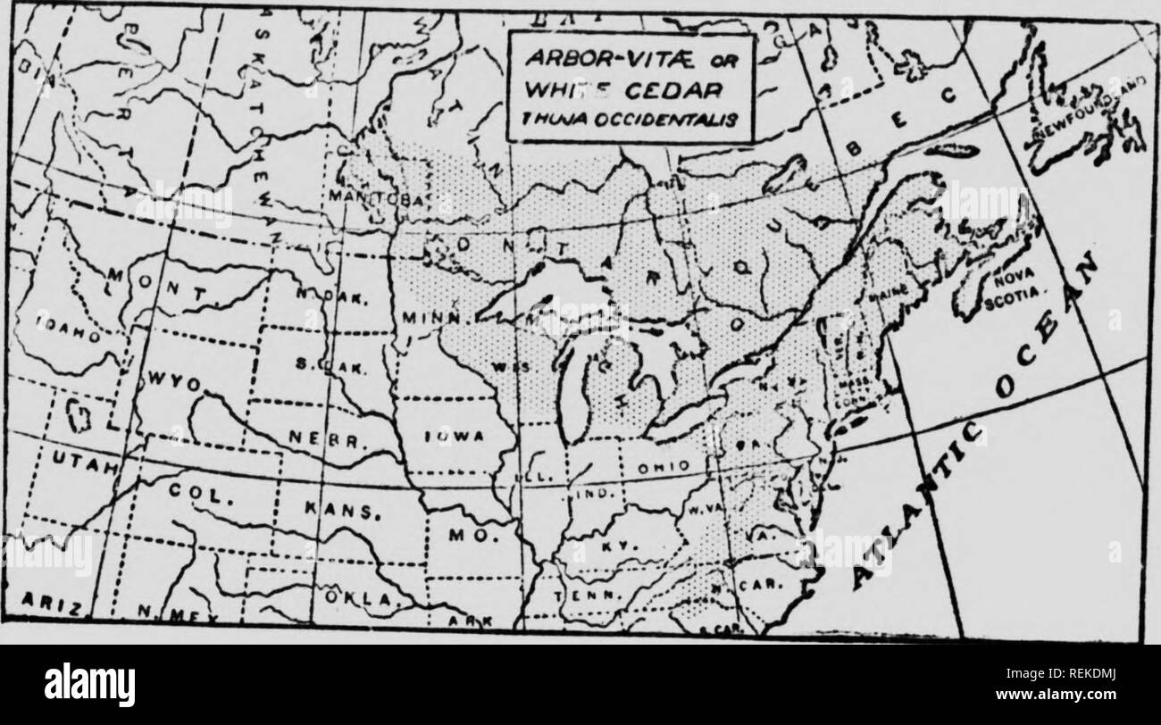 . Il forester, manuale o, alberi della foresta del Nord America orientale [microformati]. Alberi; Arbres. 22 guardaboschi' :manuale. Arbor-Vit^ o cedro bianco. {Thuja occidentalis) Evergreen, 50 o 60 piedi alta. Legno soffice e fragile, grana grossa, estremamente resistenti come montanti; fragrante e molto leggero (il più leggero sul nostro elenco). Fa buon bastoni per sfregamento stick fire. Un piede cubico pesa su y 20 lbs la scala-come le foglie sono circa 6 o 8 per il pollice; il cono metà pollice lungo o meno. Vi è una specie di parentela (Chamaecvparis thyotdes) di più meridionale della distribuzione. È molto più piccolo di'coni e foglie;. Foto Stock