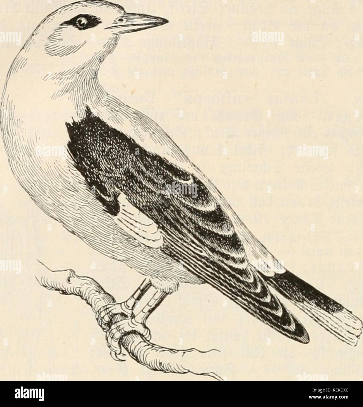 . Il dott. Johannes Leunis sinossi der thierkunde. Ein handbuch für Höhere lehranstalten und für alle, welche sich wissenschaftlich mit der naturgeschichte der thiere beschäftigen wollen. Zoologia. 406 Bootogte ober ?Jaturgefcf)tc^te beä J^terreic^ä.. m- 311. ©ctbomfel, "l^ixoi, Oriölus galbüla. fc^warjen 3ügel§, S^ügefö imb @cf)ir)au5e6; 9 imb 3unge un ber Oberfette jeifig" grün, nn ber Unterfeite weißtid) mit bunMen ©c^aftftecfen; ?änge 25 cm; gtüget^ länge 14cm; @d)l"anjlänge 9 cm. .^jj),, ,"^^ Mitteleuropa; ecm 9JJai bis 3(uguft iit 3&GT;cutfc^tan8^ Saubicälbevn unb ©arten; übernnntcrt in Ätein Foto Stock