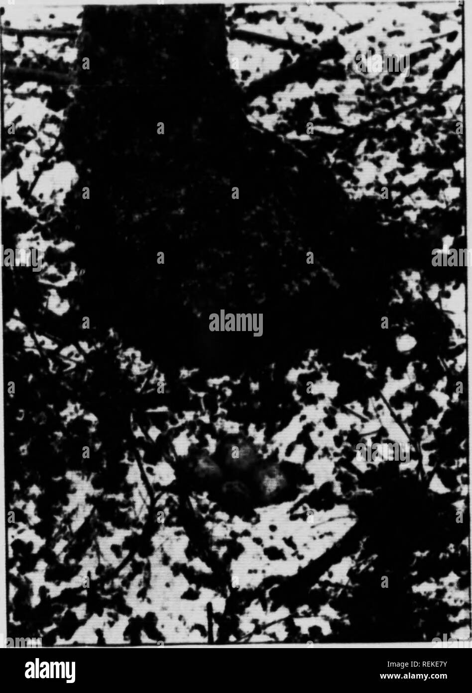 . Gli uccelli del lago e montagna [microformati]. Bird watching; uccelli; Oiseaux; Oiseaux. HfRDS o UK H AM) MOl'M'AIS 55 l;i&GT;t tlu'' sarà probabilmente I'nns wliilt- la giusta. Beccacce nido dopo una nevicata. proprietario è lontano lookinj; per il cibo. Se il marauder non ha il tempo di purloin tutte le uova prima della madre bird ritorna, h(" sarà probabilmente ritornare ogni dav fino a quando egli non ha rubato tutta la frizione. Un punto molto interessante circa la beccaccia è che durante la stagione di nidificazione, da marzo fino a 1 f ; ^1 • i " 1 1 1 ! Si prega di notare che queste immagini vengono estratte dalla pagina sottoposta a scansione immagini che ma Foto Stock