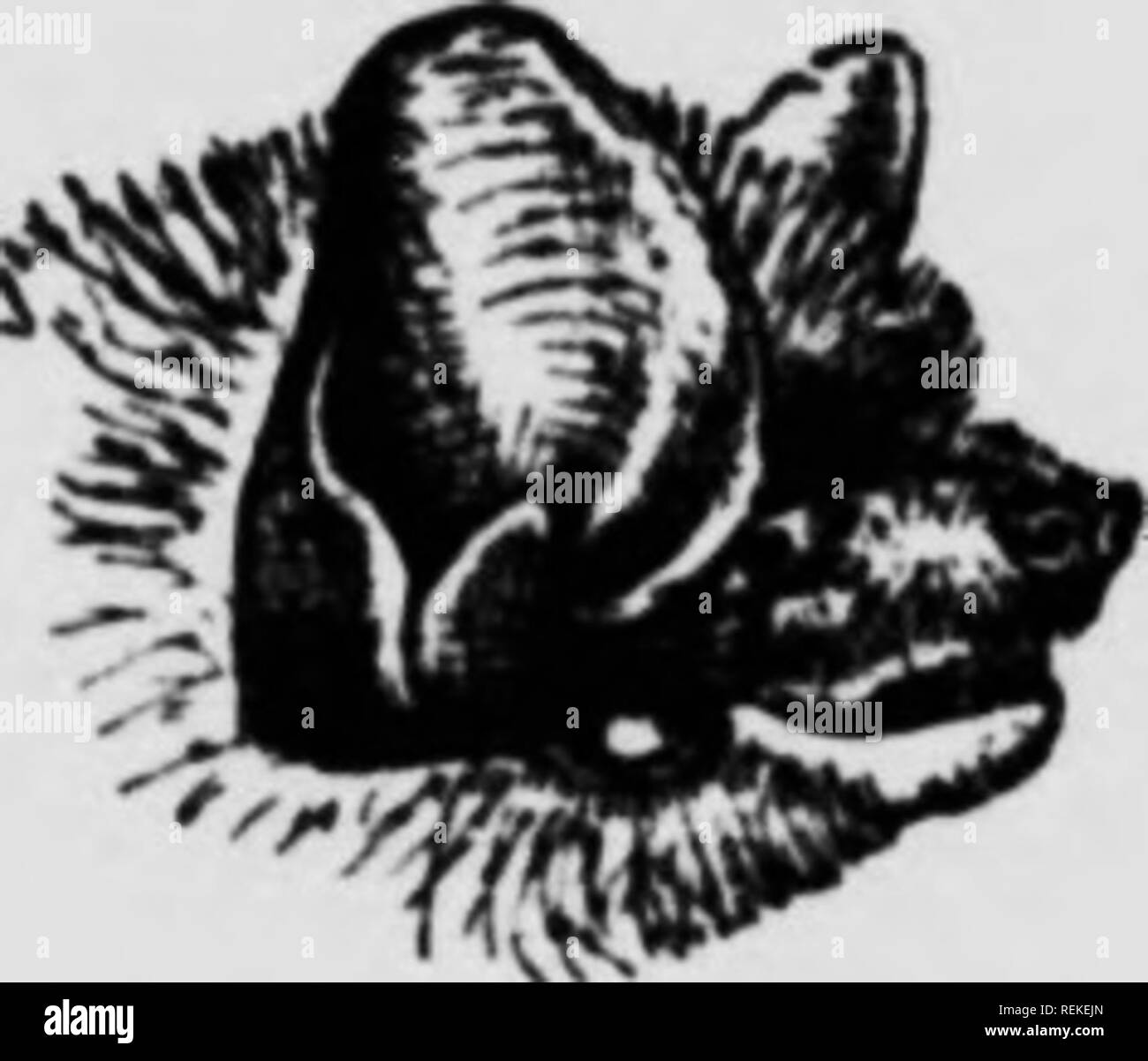 . Life-storie di animali del nord [microformati] : un account dei mammiferi di Manitoba. Mammiferi; mammiferi; MammifÃ¨res; MammifÃ¨res. Diffusione da 9 a 10 pollici. Coluur, marrone opaco. Stessa dimensione aiid colore ma orecchio e tragu* lunger e ftlenderer. M. subutattii. Lunghezza, dal muso alla coda-punta, 3 per i pollici (76 per 89 mm.); avambraccio dal gomito al polso, se per se (35 per 41 mm.); tibia, ,Â", H (14 per 17 mm.); sparsi in ali, 9 a 10 pollici (229 a 254 mm.); le orecchie, "brevi e appuntite, raggiungendo, quando prevista in avanti, a malapena alla punta del naso."" (Miller.) a colori è ovunque di un du Foto Stock