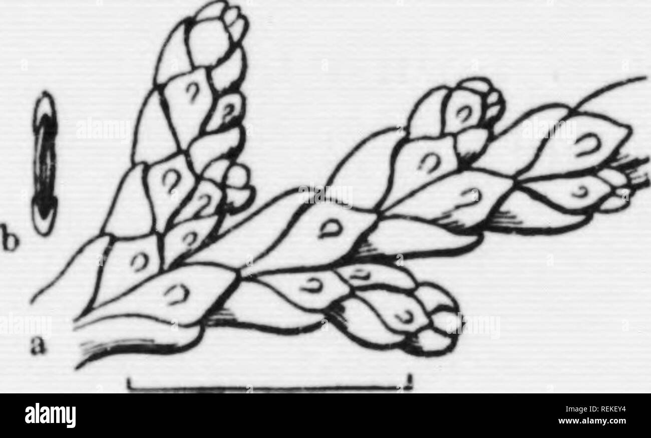 . Chiave illustrata per il selvaggio e comunemente coltivate Alberi del nordest degli Stati Uniti e il Canada adiacenti [microformati] : basato primariamente su foglie di caratteri. Alberi; alberi; Arbres; Arbres. Fig. 4. Il cedro rosso. 5. Foglie in ben marcato cluster sul lato del ramo-6. 5. Non lascia in cluster definito sul lato del ramo-Abete rosso, 85. 6. Lascia cinque o meno in un cluster- Pino, 76. 6. Foglie di sette o più in un cluster-Larici, 84. 7. Giovani germogli frondoso con- spicuously appiattite o due-refilato. Settentrionali e occidentali della nuova ita- land verso nord e verso ovest, anche a sud-. Pollice Quartfr Fig. 5. Foto Stock