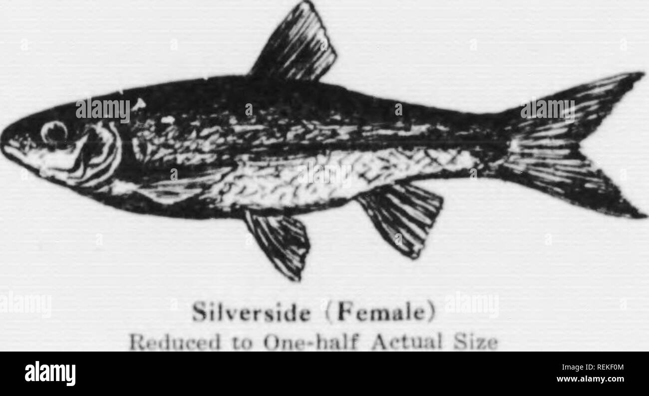 . La piccola bocca bass [microformati]. Smallmouth; black bass; Achigan Ã petite bouche; Achigans. /Â OOI) 17 ii-alilifs. e. hini; nel fango ihv, ilusc a sliorc. in ilirt'c Se Inur uK 'giacciono^ di wattT, lii quasi t'ntiri'ls si w nun ^pl&GT;rl alni egli Iwii xanctK'S o ari' dado facilmente i- acqua ed,l;e f W ONU 1 n ll le Iro^s le acqua bass (listin^'uislied f r d'uno all'altro e en l)&GT; ex])erts; ed è su questo aeeoiinl. no (loiiht, che persone affidabili hae mi sta- (lueiith ha dichiarato che l' avevano aetuallv visto il piccolo nion confondere; per l'altro speeies.. Si prega di notare che queste mi Foto Stock