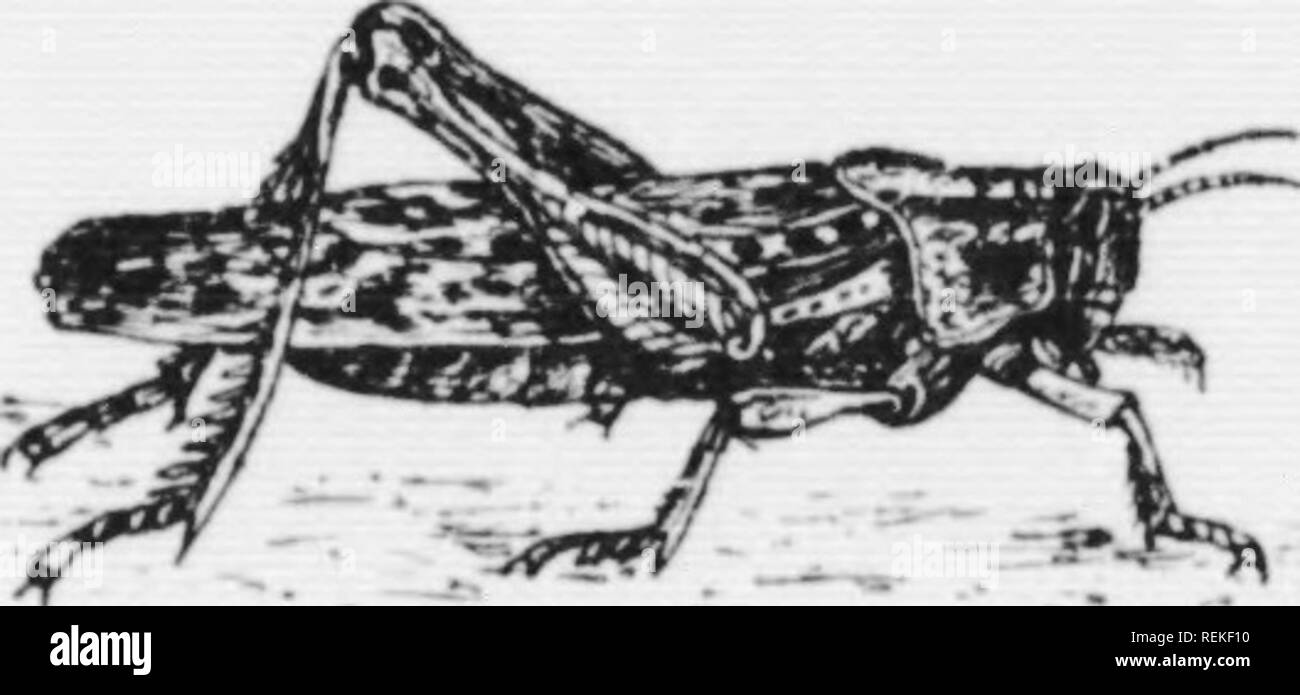 . La piccola bocca bass [microformati]. Smallmouth; black bass; Achigan à petite bouche; Achigans. hat-testa MinnoM (Kioni riii.io.T;r:ii.h 1,1 11. A. Bensley) sldwh, stagno- fivh dispone di ampio (i]i]&GT;c)rtr nullo l<i inspeet l'esca, il rajjidU. ^i come tn ccinluse suo ird^iiient, tlie ehaiK'en(mali. Come tn la dichiarazione che ha Ireciuenl Iv lieen realizzato, che fronzoli I'orm una lar;;i' jxirlidii cif dieta nf bass, cspeeialK' in inehised ! Ue, è dmihirnl se tale sia il caso. I"n)j;s giacciono in marsh- spot (ir vicino a letti weea dove vi è poca o nessuna eiirrent e il bottnni è coperto Foto Stock