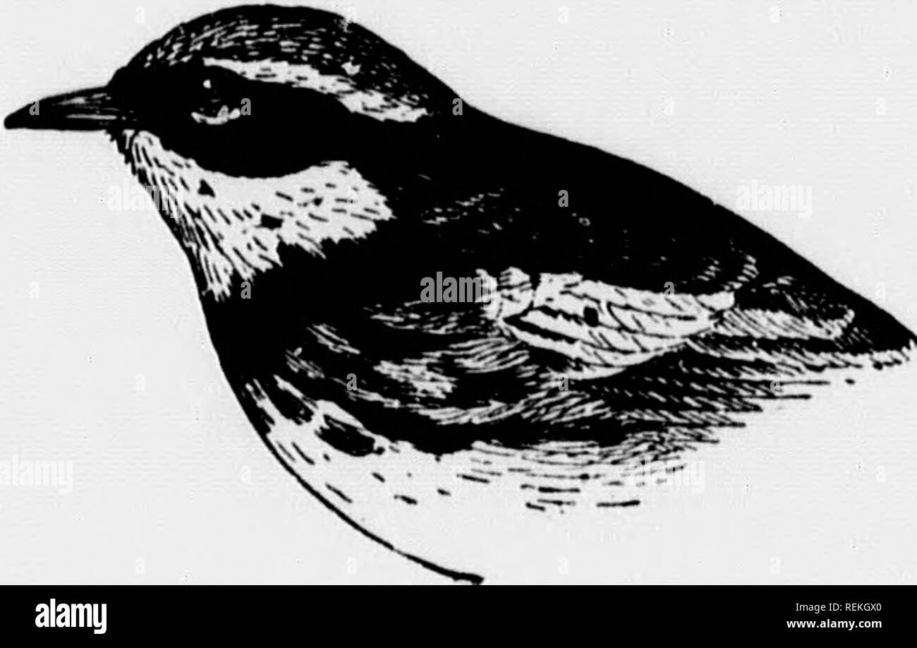 . Gli uccelli del villaggio e campo [microformati] : un uccello libro per i principianti. Gli uccelli; Oiseaux. 324 NERO E GIALLO GUERRA BLEU Nero e Giallo trillo; Magnolia trillo; Dendroica maculosa. Sotto la voce parti di colore giallo con una collana e lontr pendenti di nero. Testa fjray bluastra; grande macchia bianca sul vento; estremità di coda nero piume ; Vicino e Medio, bianco. Lnujth, circa 5 pollici. GKO(!UArnu; J)iSTKim' zione. -Ncntli orientale America; razze da Micliigan settentrionale e nord del New Enj-terra per Ilnd- 8sulla baia, e verso sud aloufr creste del Allef-hanies per a."sylvania; inverni in America centrale e AVest Indi Foto Stock