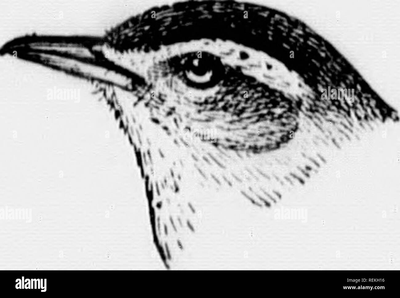 . Gli uccelli del villaggio e campo [microformati] : un uccello libro per i principianti. Gli uccelli; Oiseaux. Fm. 172. Ramage Vireo. Pio. I7."J. Ked-eyed Vireo, 305. MKMBERS OK THK VTRIX) KAMIIA'.. Si prega di notare che queste immagini vengono estratte dalla pagina sottoposta a scansione di immagini che possono essere state migliorate digitalmente per la leggibilità - Colorazione e aspetto di queste illustrazioni potrebbero non perfettamente assomigliano al lavoro originale. Bailey, Firenze Merriam, b. 1863. Toronto : McClelland &AMP; Goodchild Foto Stock