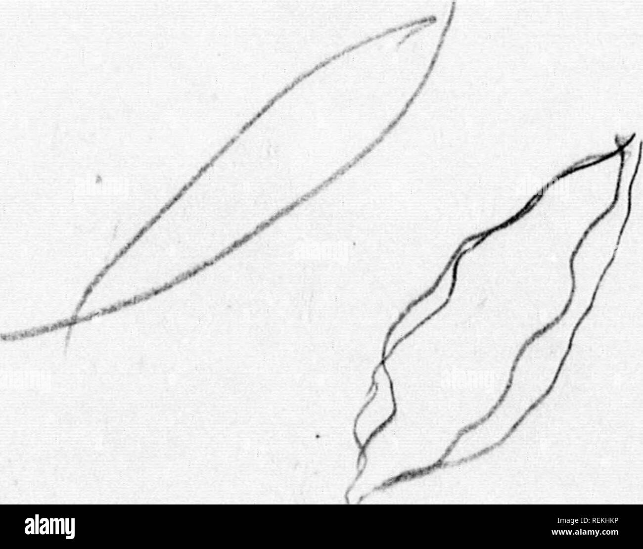 . Una guida per i fiori selvatici [microformati]. Fiori Selvatici; botanica; Fleurs sauvages; Botanique. V ^^1;. &Lt;i I. Si prega di notare che queste immagini vengono estratte dalla pagina sottoposta a scansione di immagini che possono essere state migliorate digitalmente per la leggibilità - Colorazione e aspetto di queste illustrazioni potrebbero non perfettamente assomigliano al lavoro originale. Lounsberry, Alice; Rowan, Ellis, 1858-1922. Toronto : McLelland, Goodchild &AMP; Steward Foto Stock